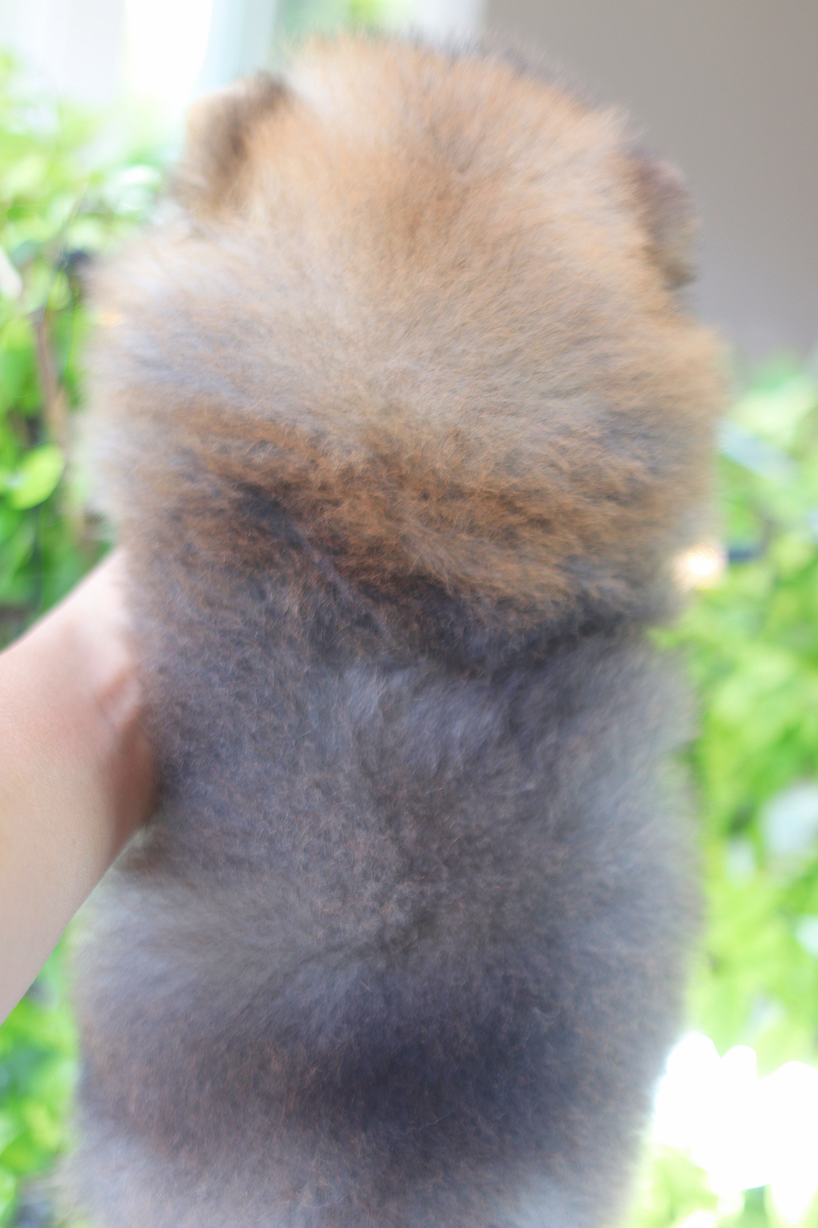 ปอมเมอเรเนียน เพศผู้สีส้ม เกรดโชว์