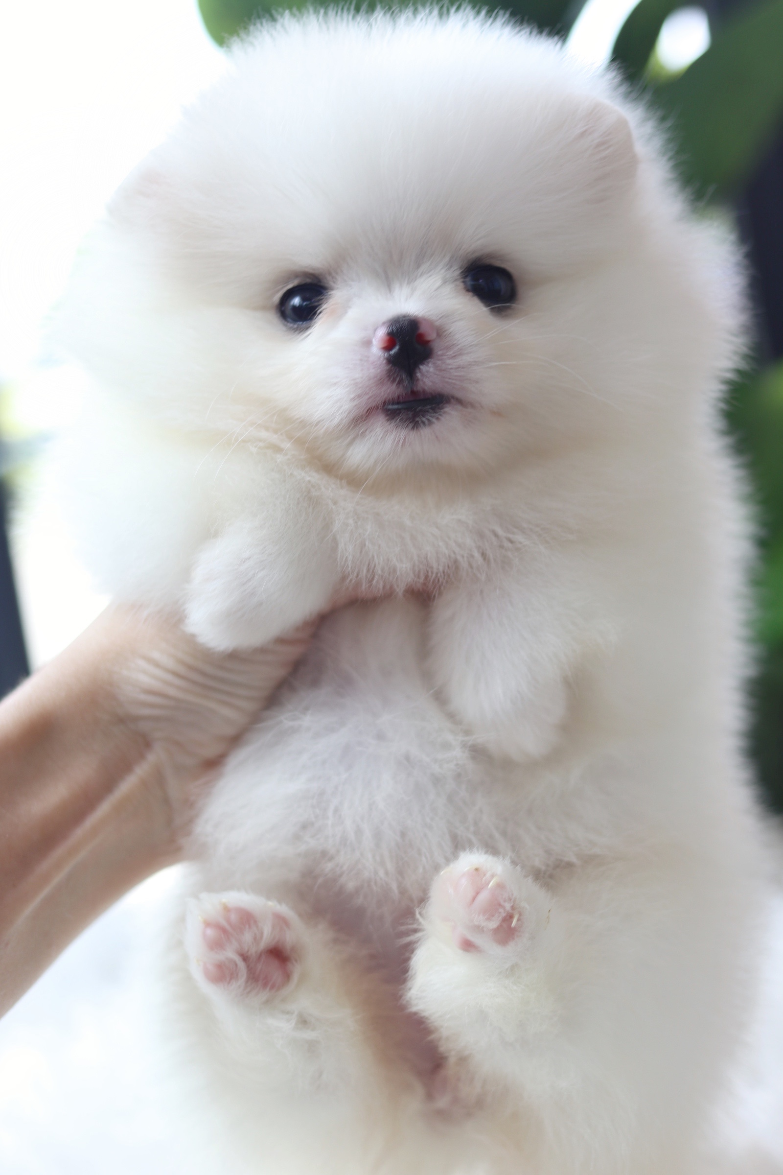 ปอมเมอเรเนียน เพศเมียสีขาวครีม