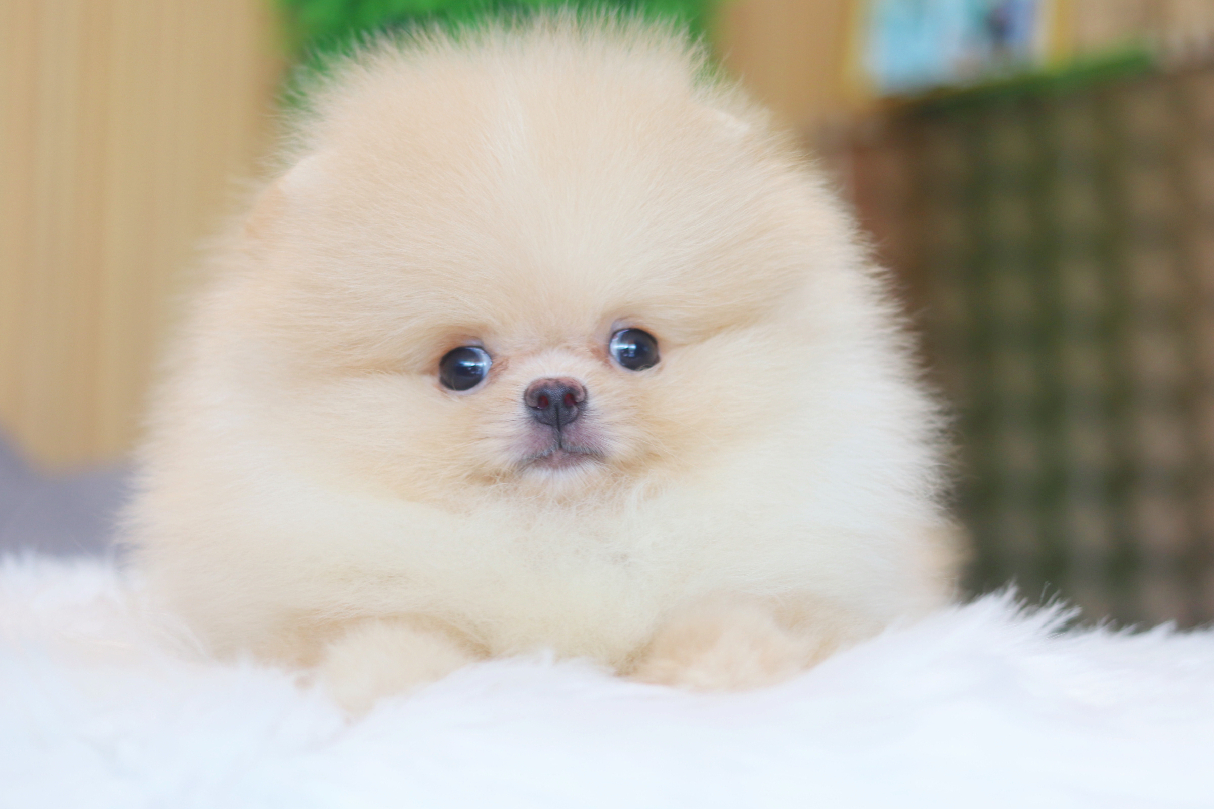 ปอมเมอเรเนียน เพศผู้สีครีม เกรดโชว์