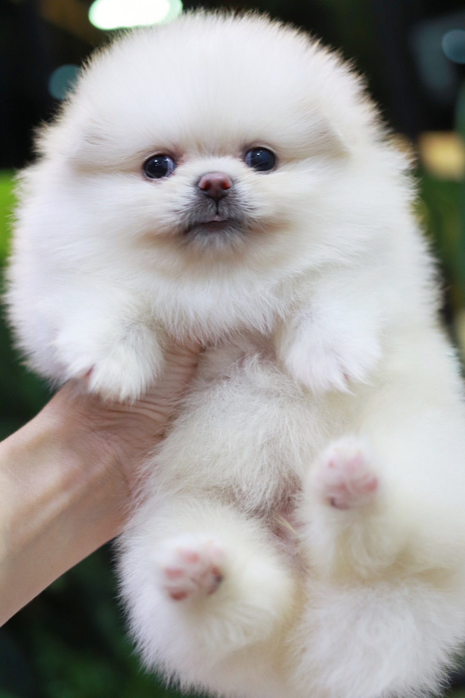 ปอมเมอเรเนียน เพศเมียสีขาวครีม