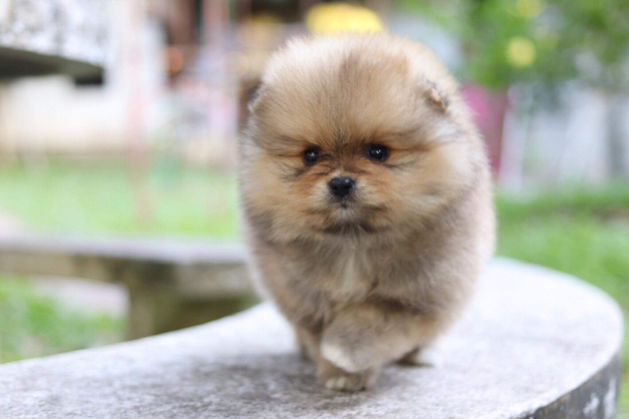 ปอมเมอเรเนียน เพศเมีย