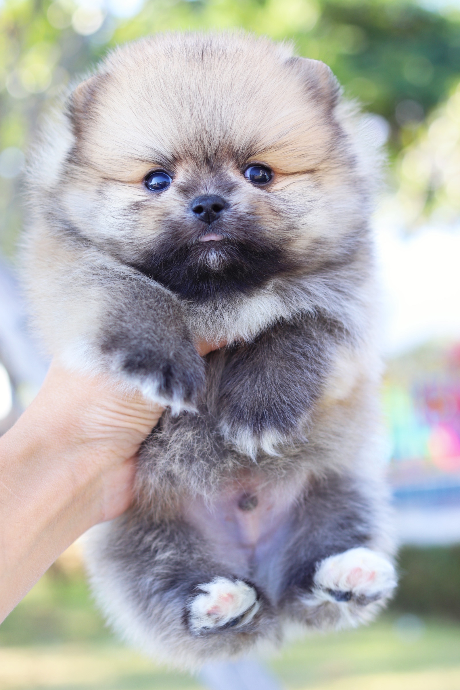 ปอมเมอเรเนียน เพศผู้ สีส้ม