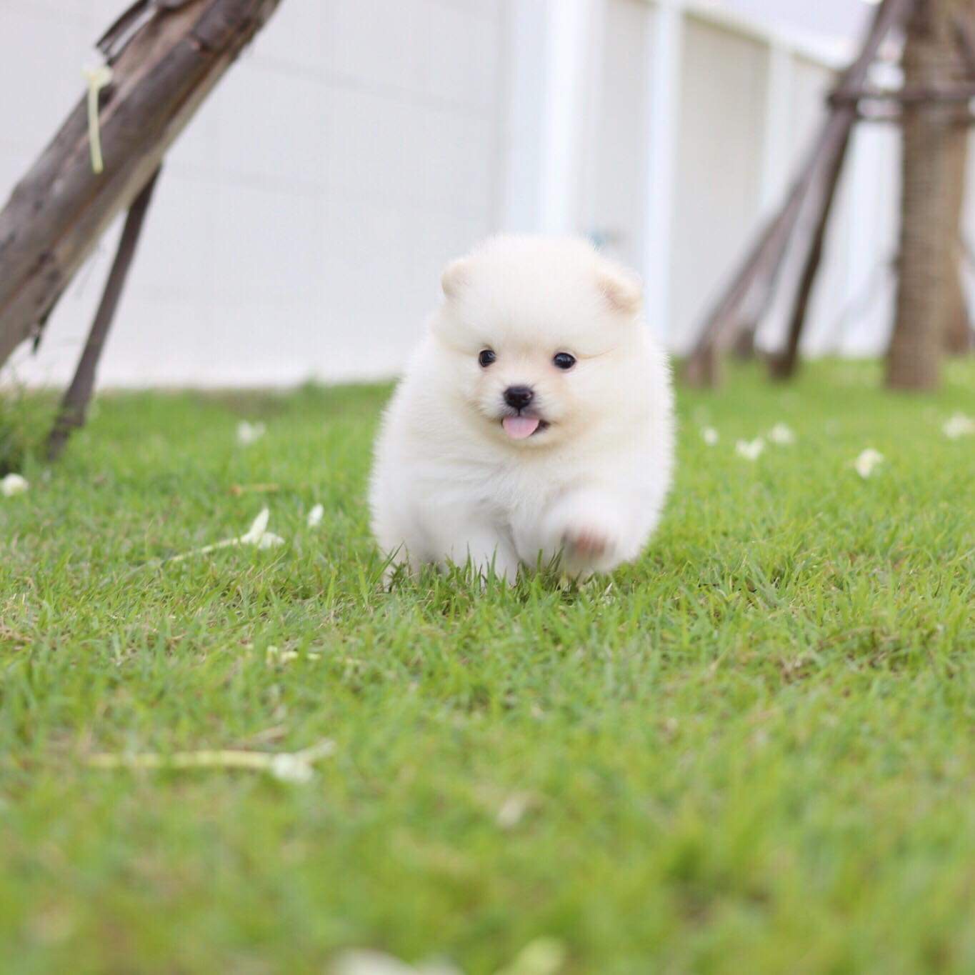 ปอมเมอเรเนียน เพศเมีย