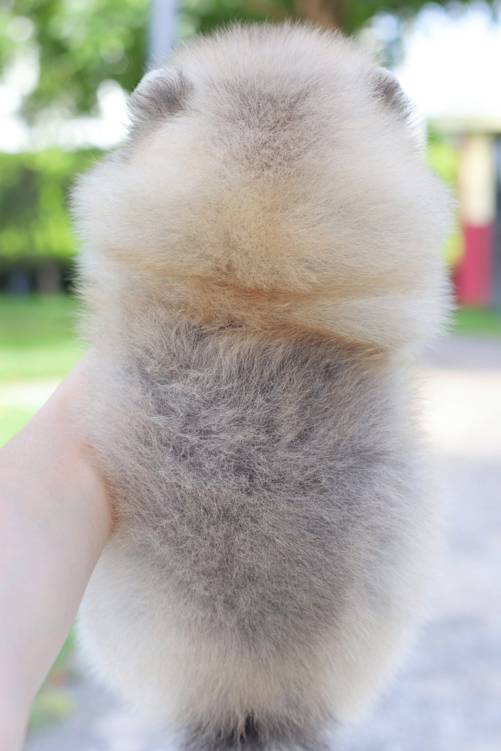 ปอมเมอเรเนียน เพศผู้ สีส้ม เกรดโชว์