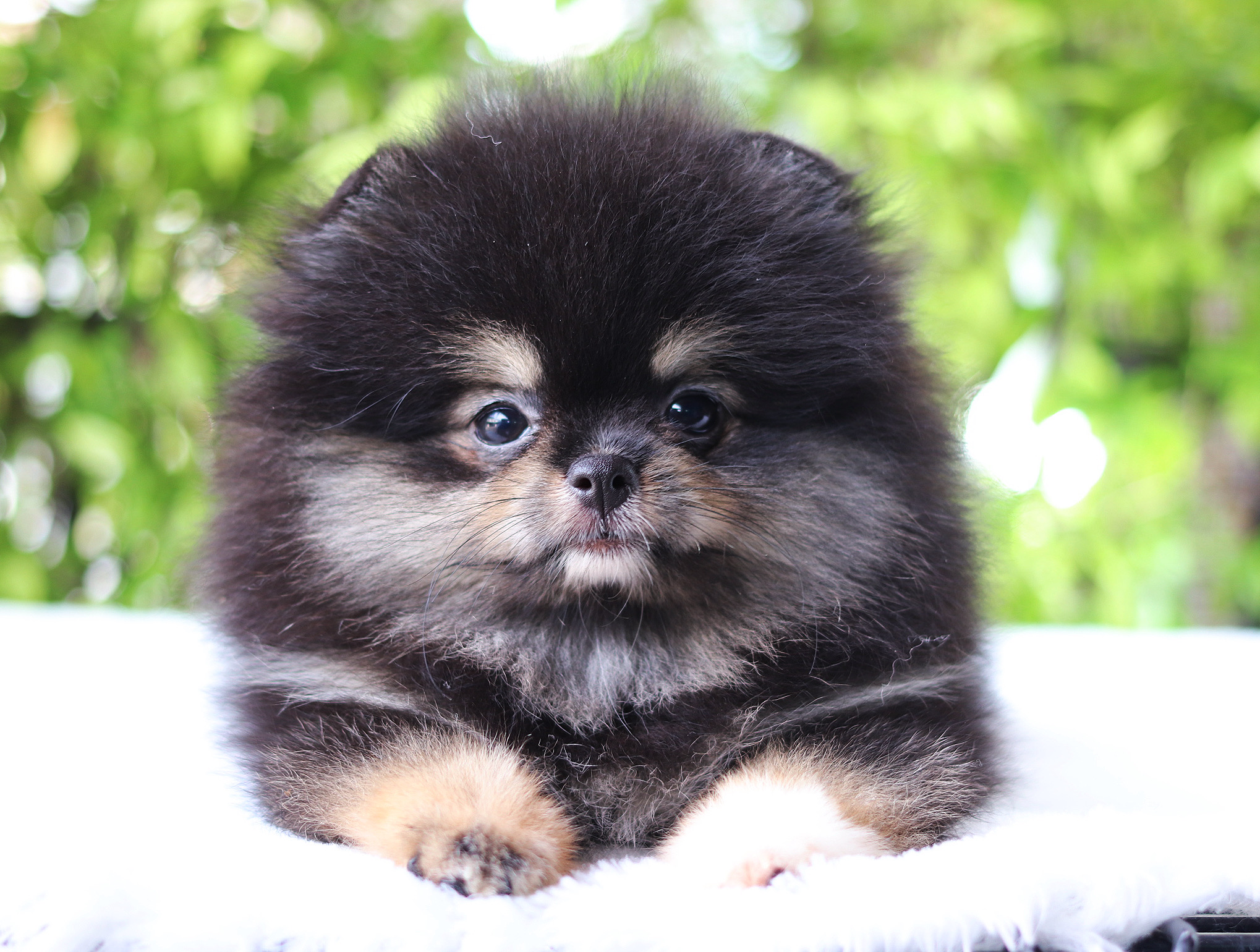 ปอมเมอเรเนียน เพศเมียสีแบล็คแทน