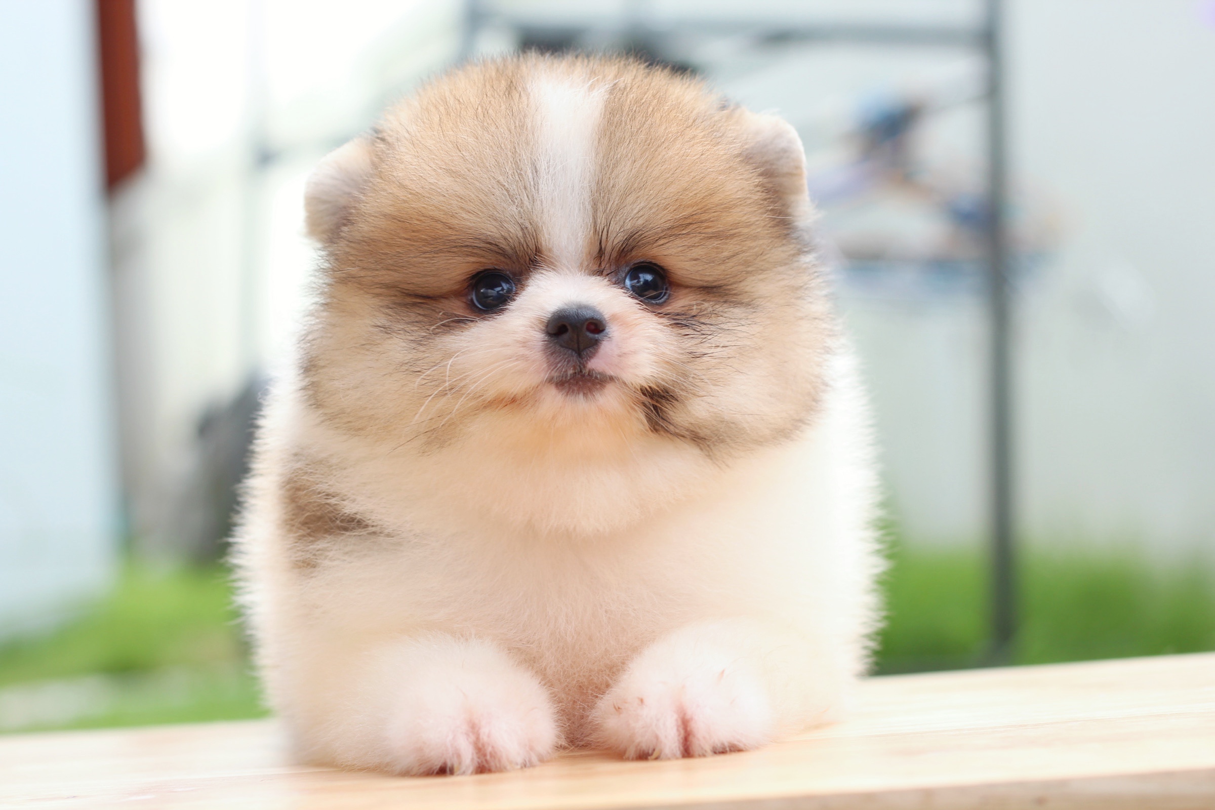 ปอมเมอเรเนียน เพศผู้ แฟนซี