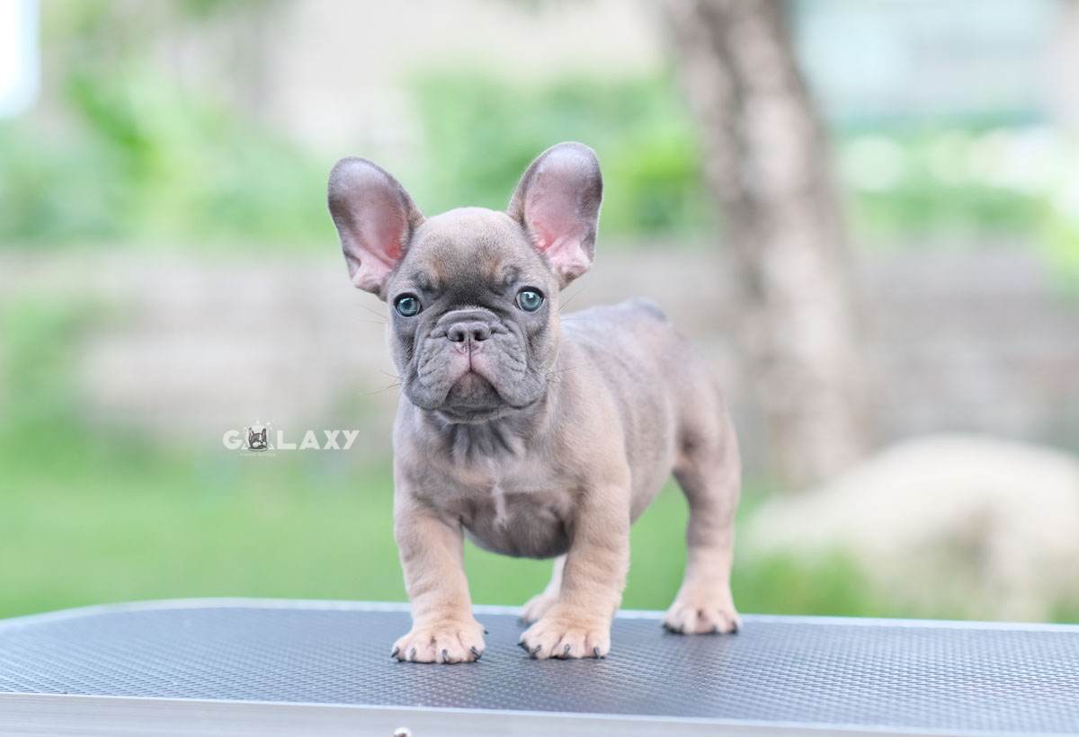 ตัวเมีย สีบลูฟร้อนต์ หน้าใหญ่ หัวโตๆ ตาสีฟ้า ใบหูใหญ่เป็นเอกลักษณ์ เป็นตัวเมียที่สวยไม่แพ้ตัวผู้เลยค่ะ ใครสนใจพลาดไม่ได้, ได้รับการฉีดวัคซีนรวมป้องกัน5โรค ,สุนัขร่างกายสมบูรณ์แข็งแรง สุขภาพจิตดีทุกตัว 092-9918888