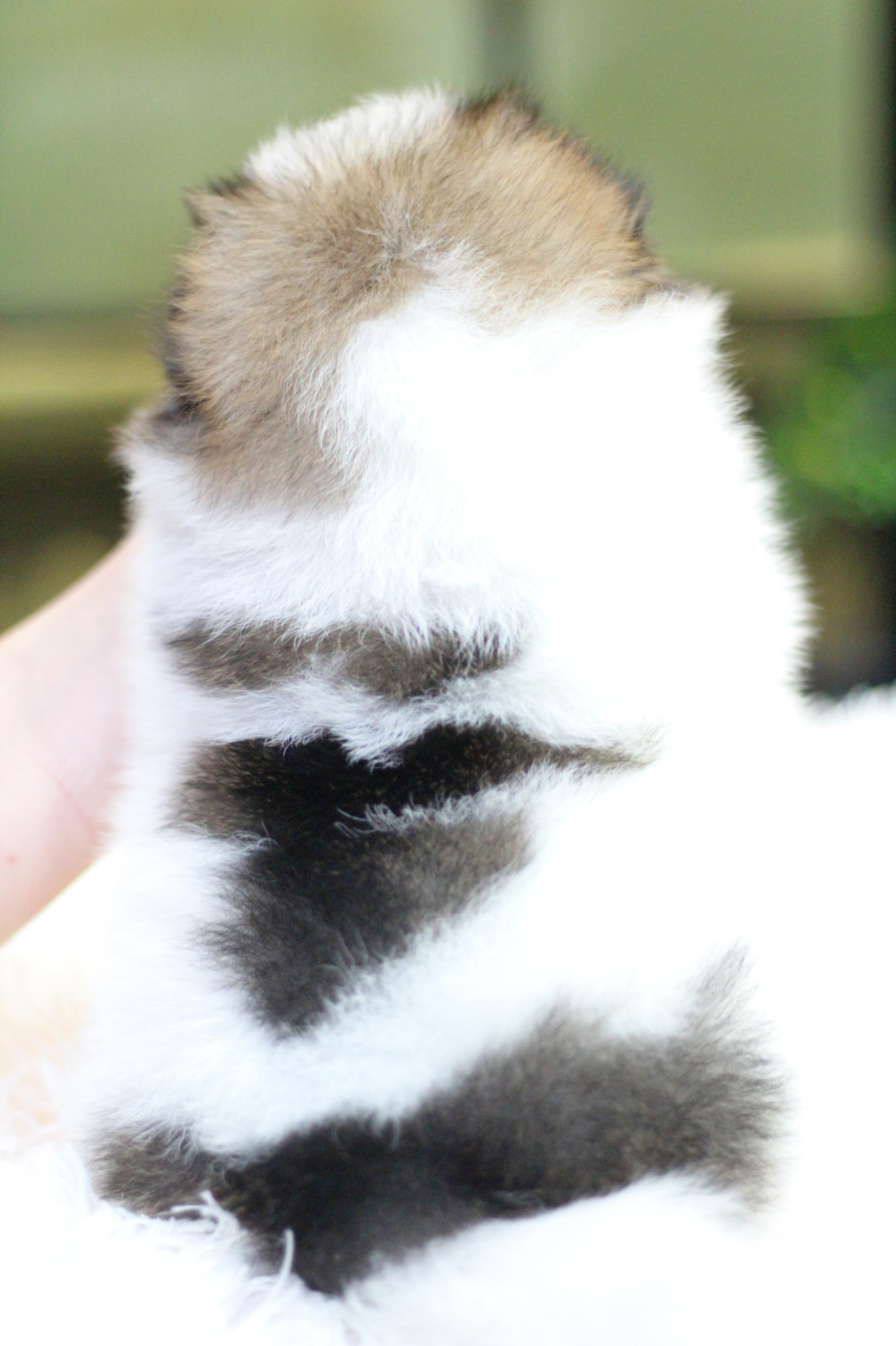 ปอมเมอเรเนียน เพศผู้ แฟนซี