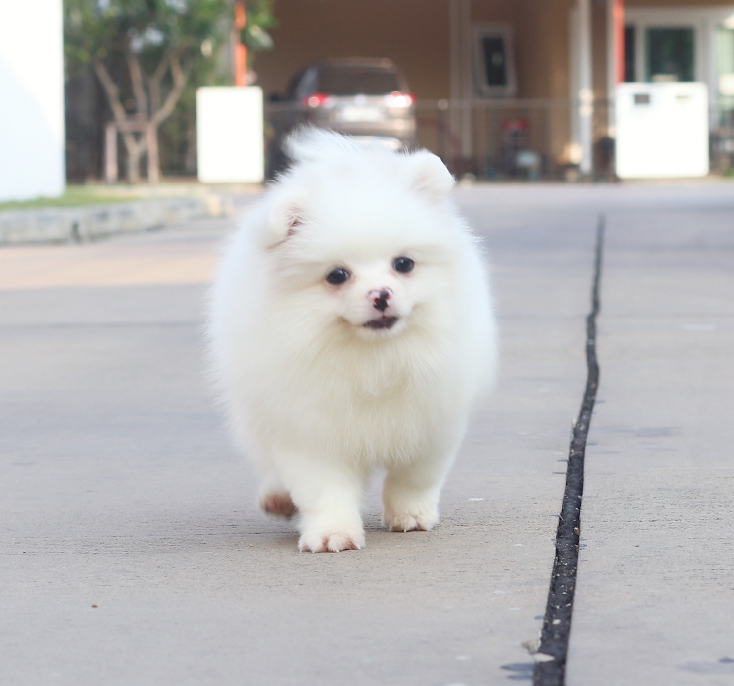 ปอมเมอเรเนียน เพศเมียสีขาวครีม