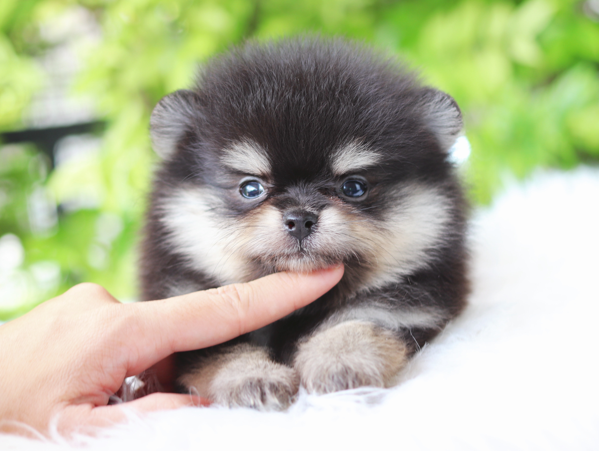 ปอมเมอเรเนียน เพศผู้สีแบล็คแทน เกรดโชว์