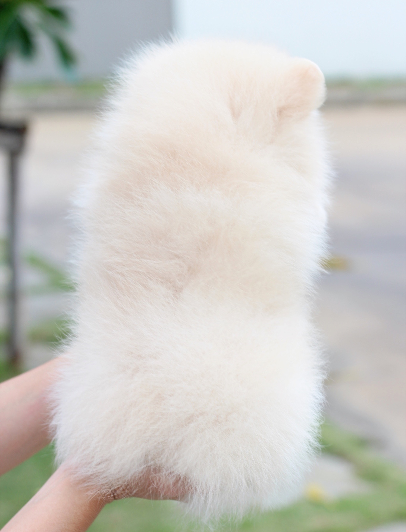 ปอมเมอเรเนียน เพศผู้สีครีม