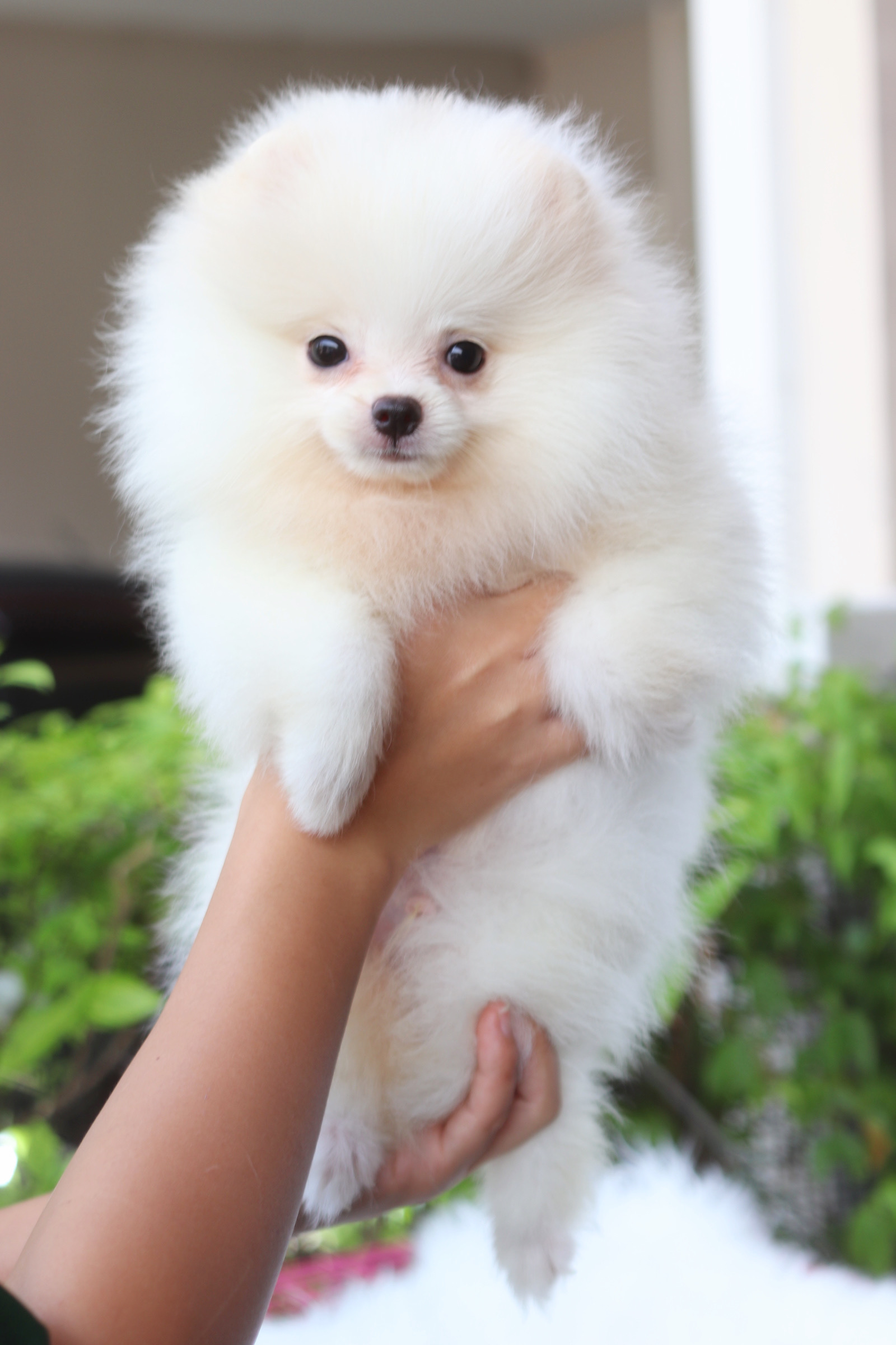 ปอมเมอเรเนียน เพศผู้สีขาวครีม