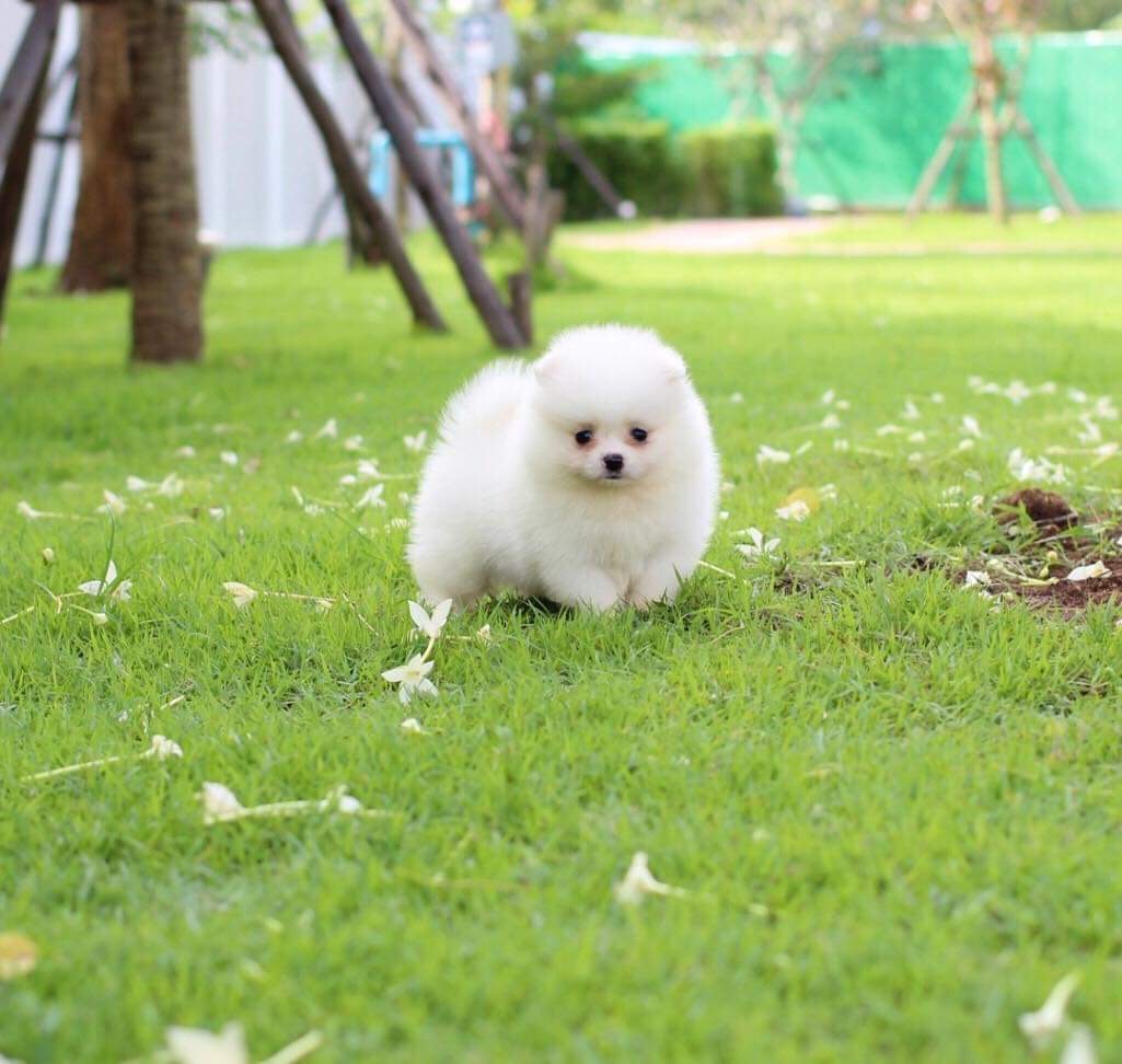 ปอมเมอเรเนียน เพศผู้