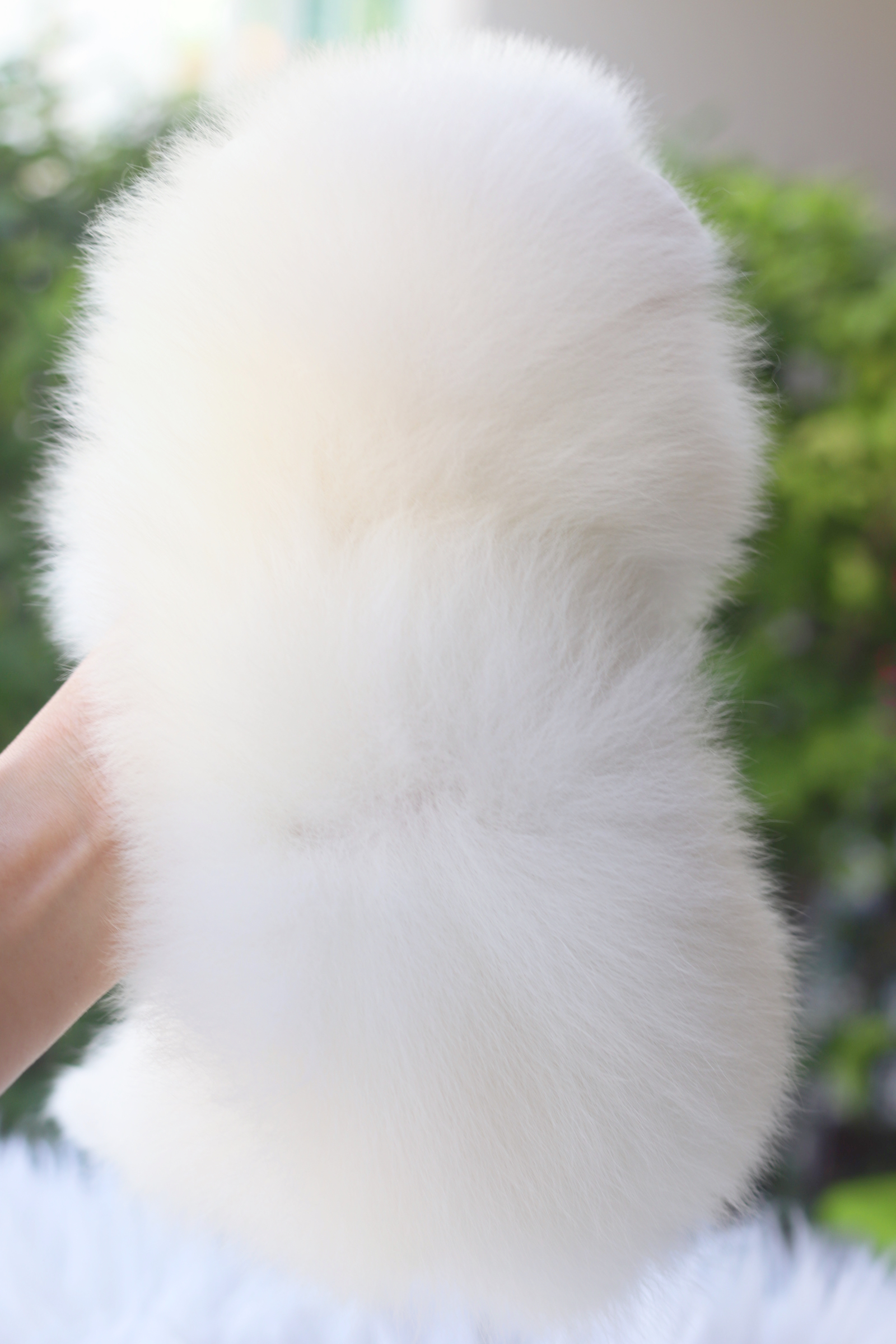 ปอมเมอเรเนียน เพศเมียสีขาวครีม