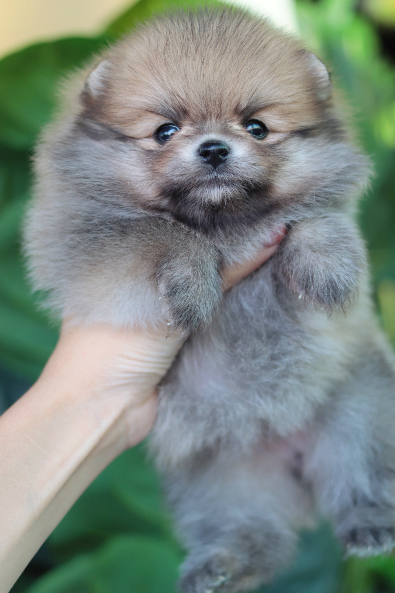 ปอมเมอเรเนียน เพศเมียสีส้ม