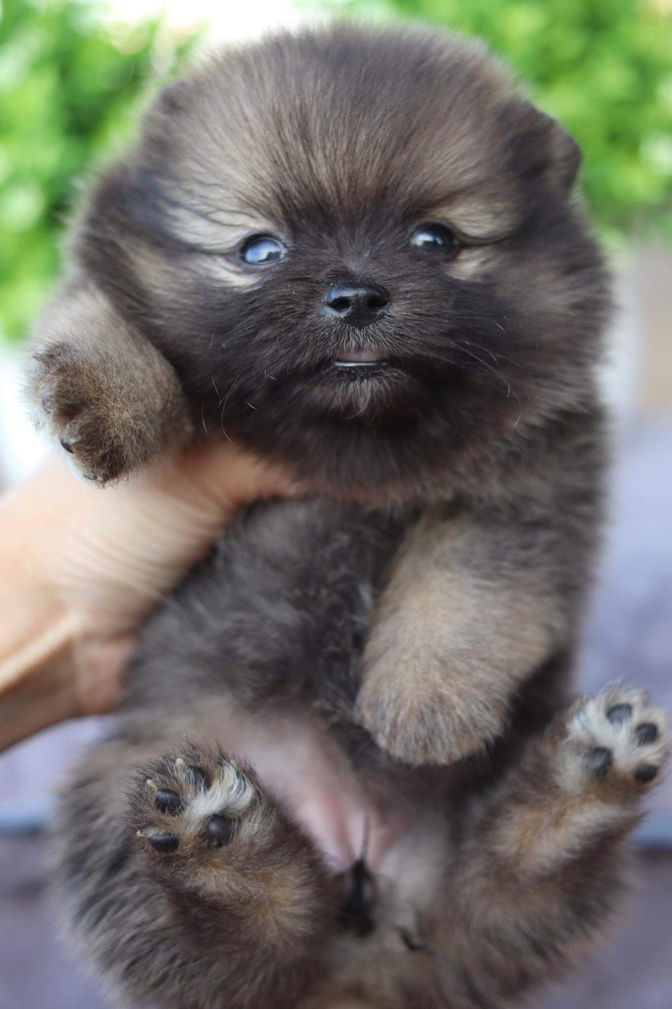 ปอมเมอเรเนียน เพศเมีย