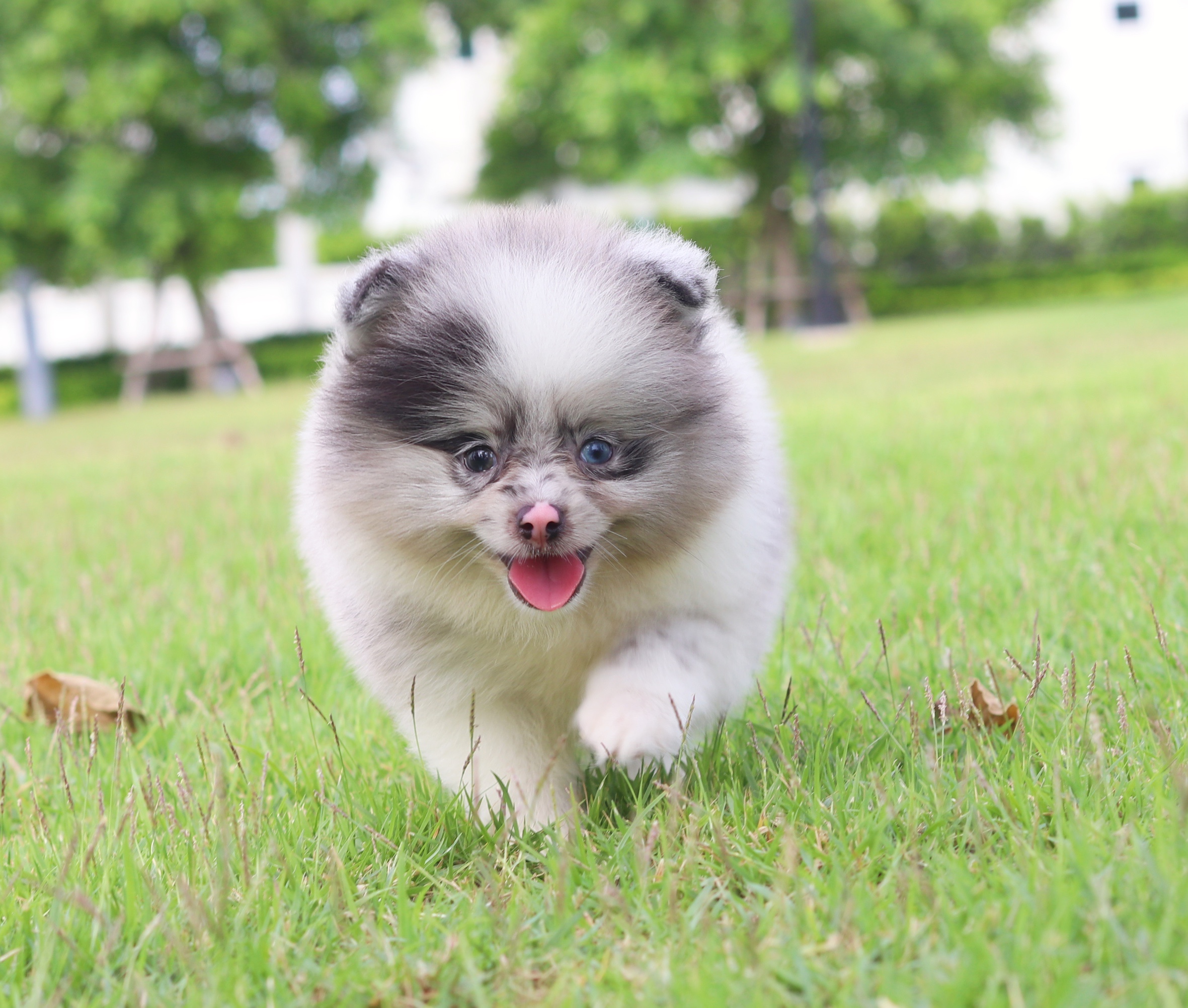 ปอมเมอเรเนียน เพศผู้สีแฟนซีบลูเมอร์เร่ตาสีฟ้า