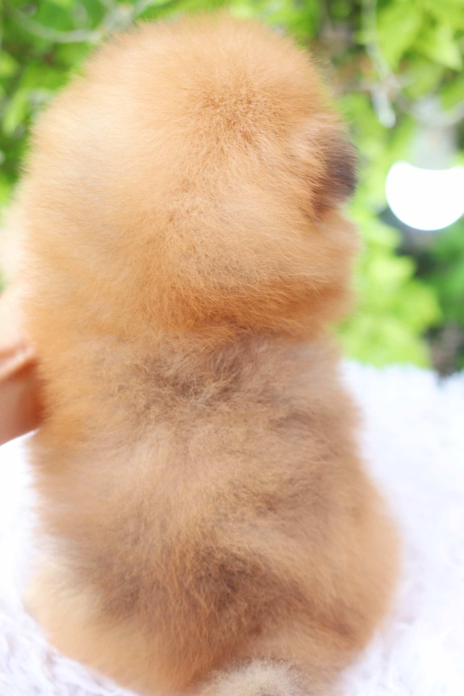 ปอมเมอเรเนียน เพศเมียสีส้ม