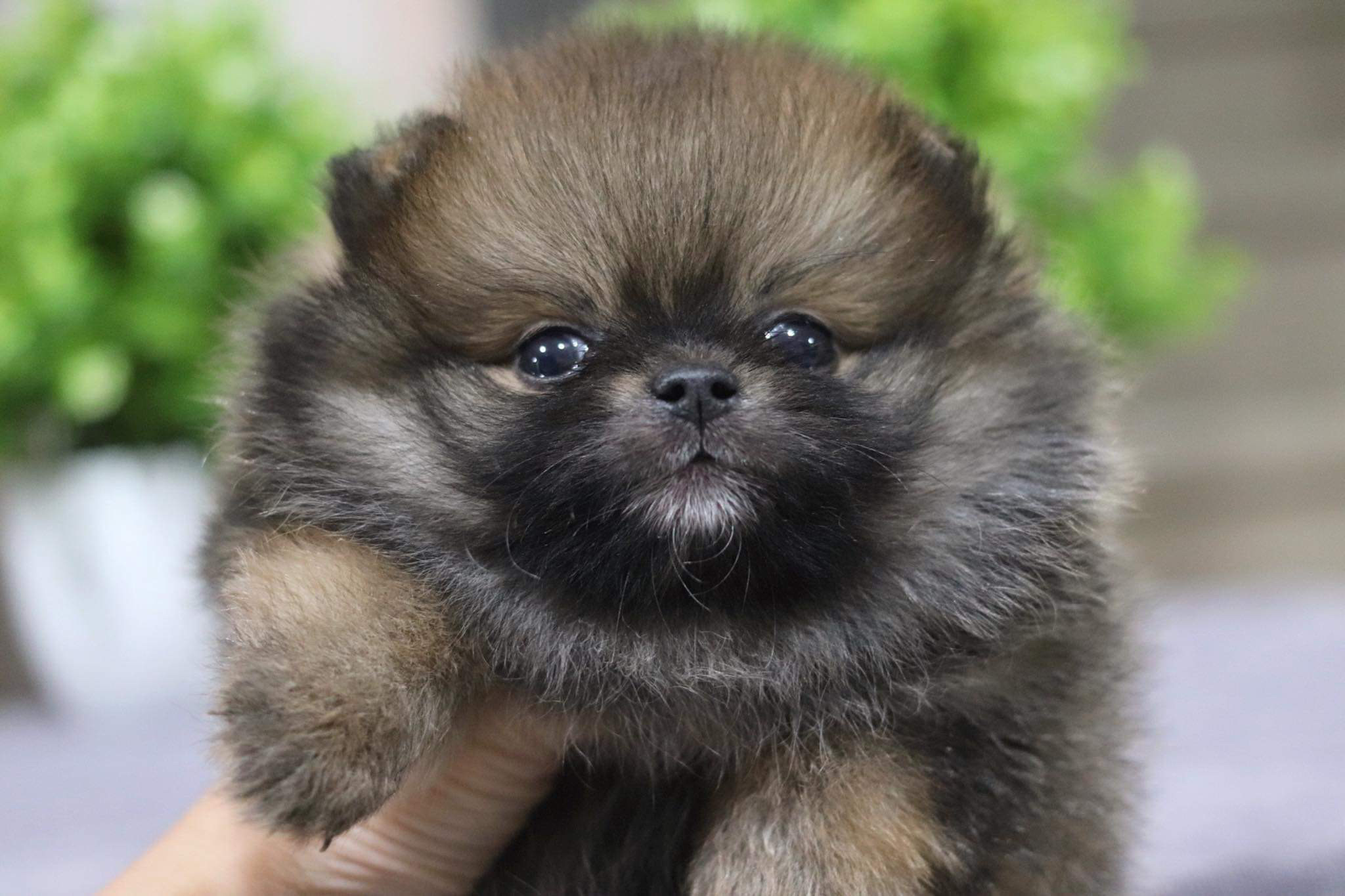 ปอมเมอเรเนียน เพศผู้