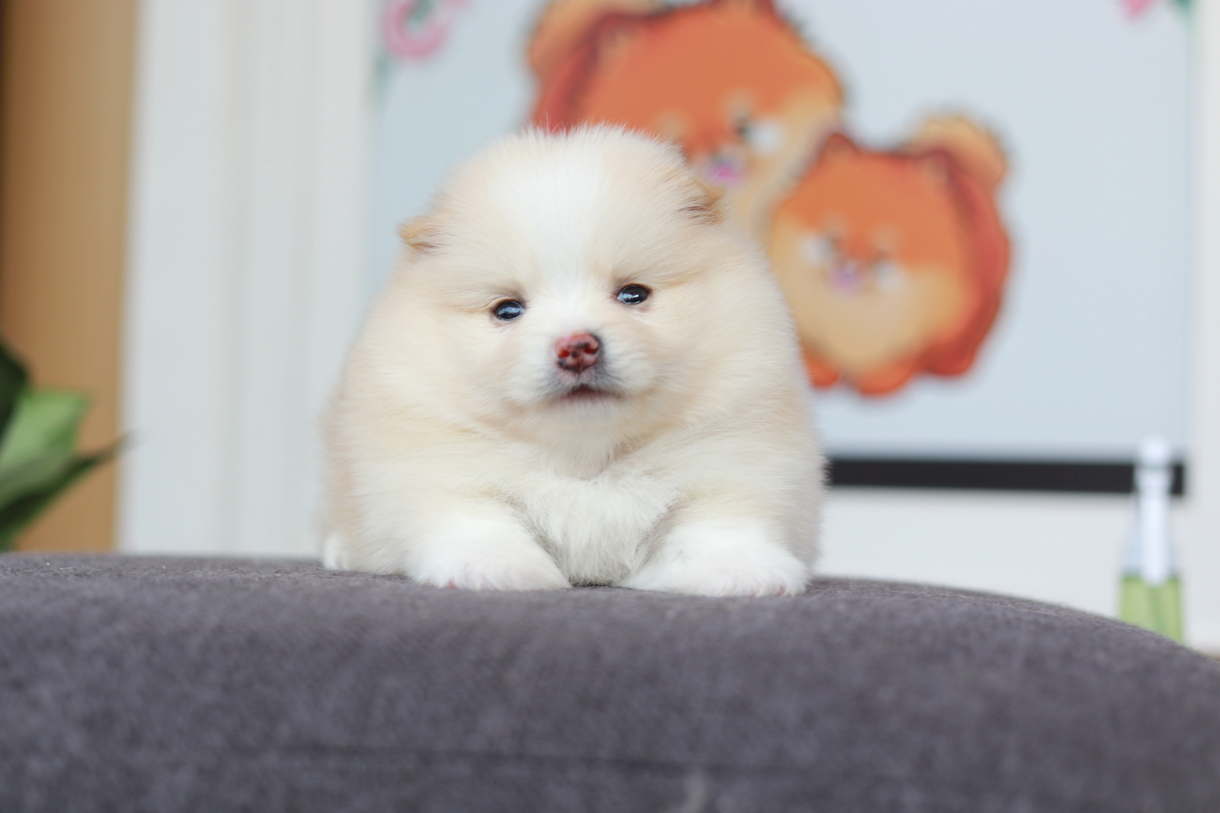 ปอมเมอเรเนียน เพศเมีย