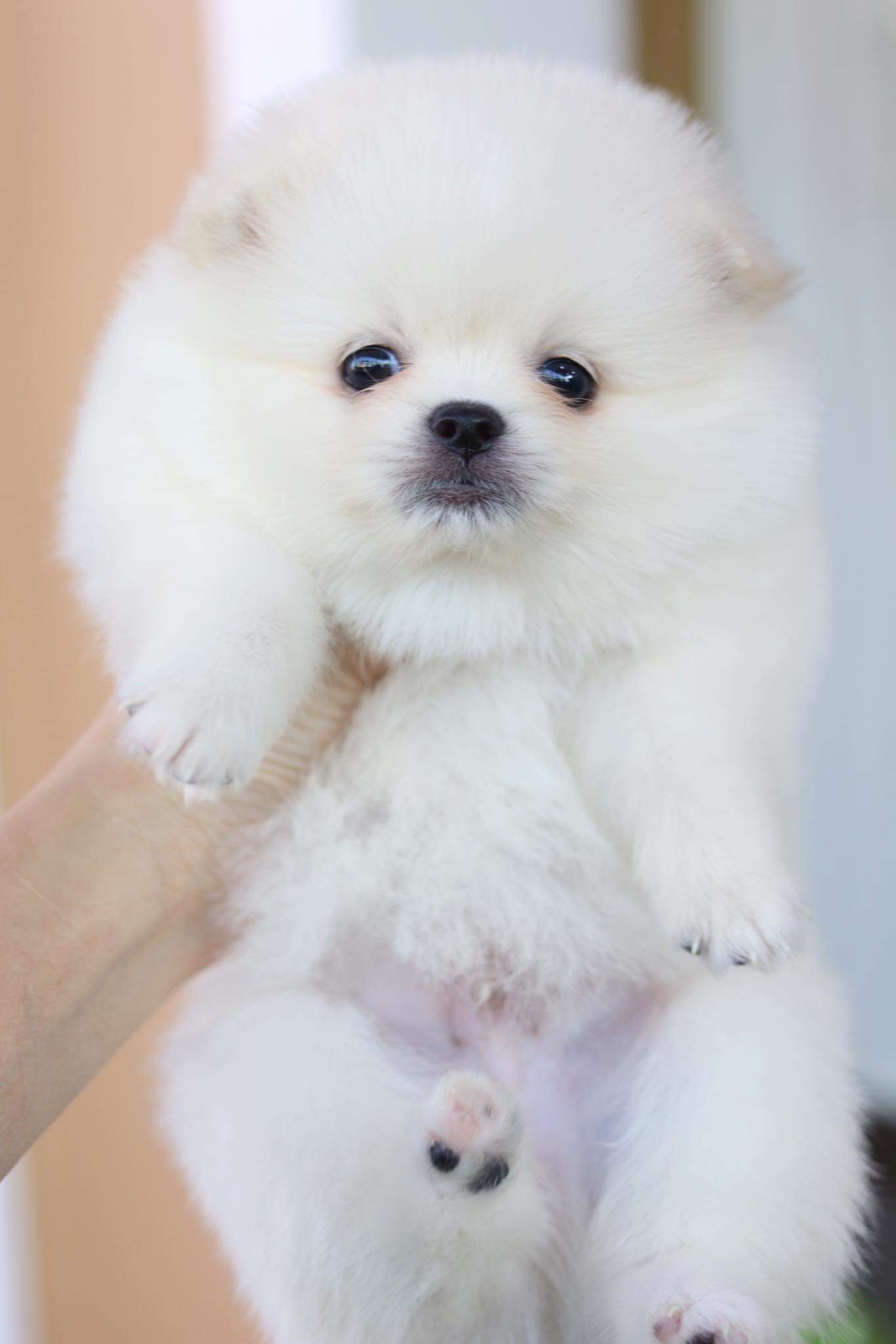 ปอมเมอเรเนียน เพศผู้