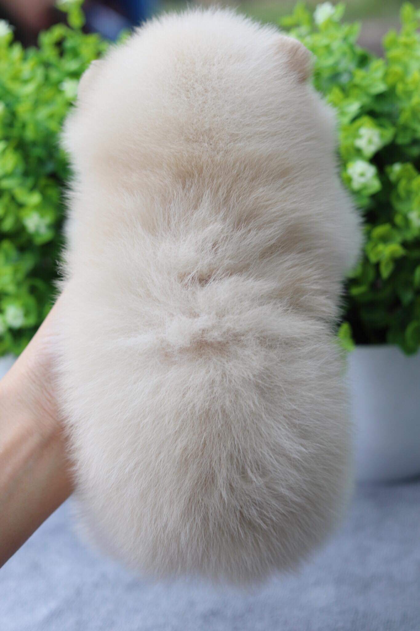 ปอมเมอเรเนียน เพศเมีย