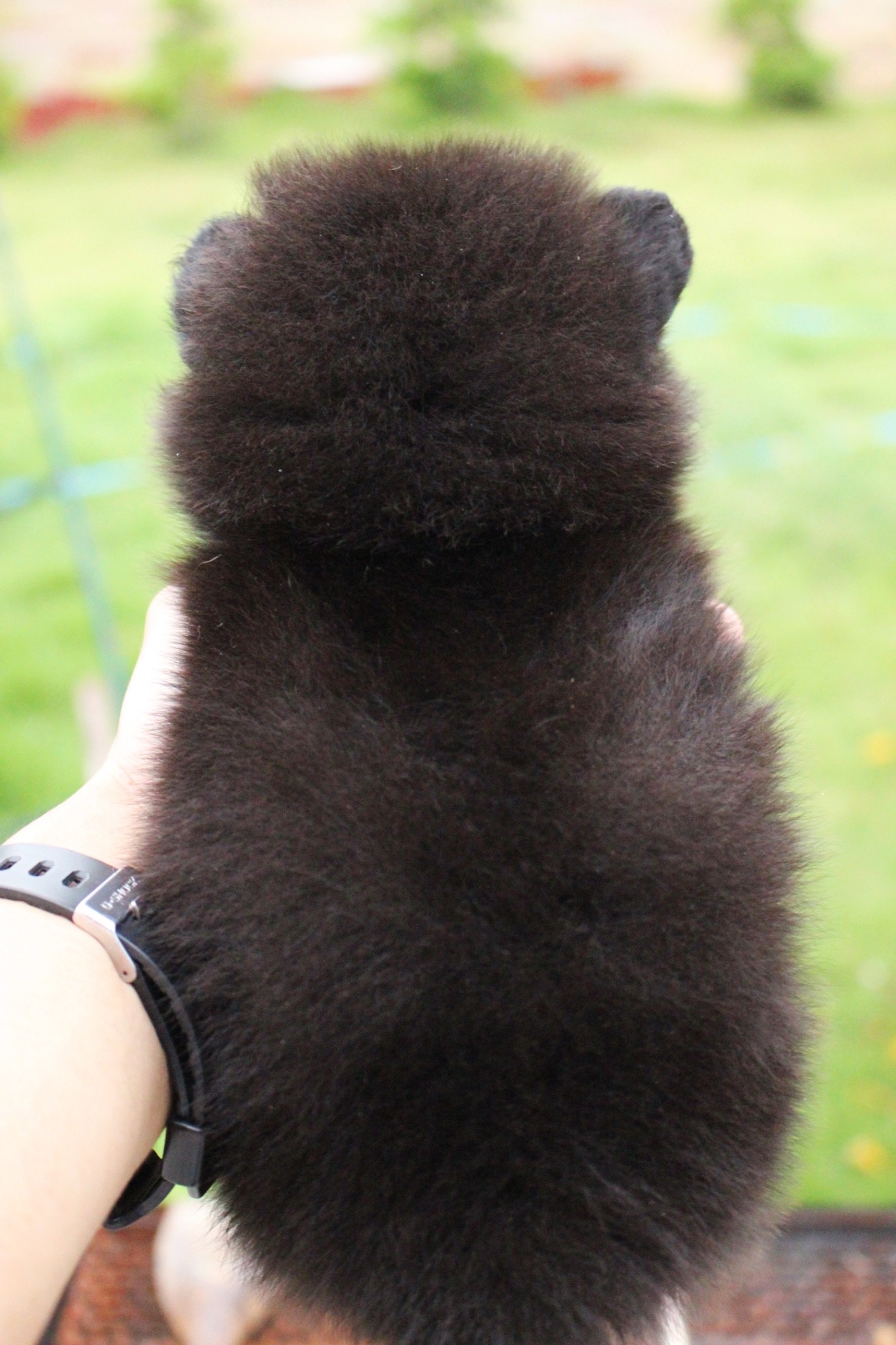 ปอมเมอเรเนียน เพศเมียสีดำ