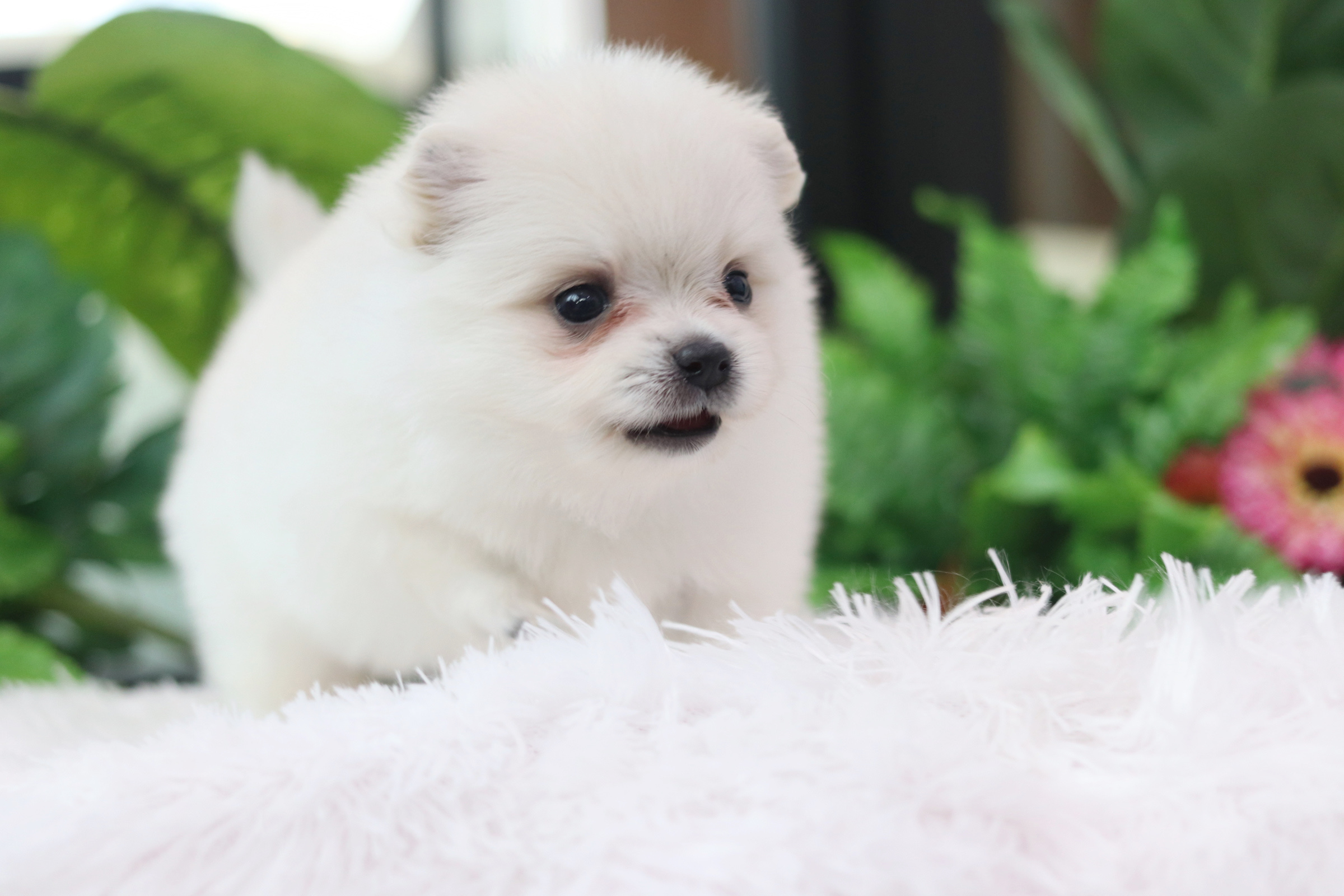 ปอมเมอเรเนียน เพศผู้ สีขาวครีม