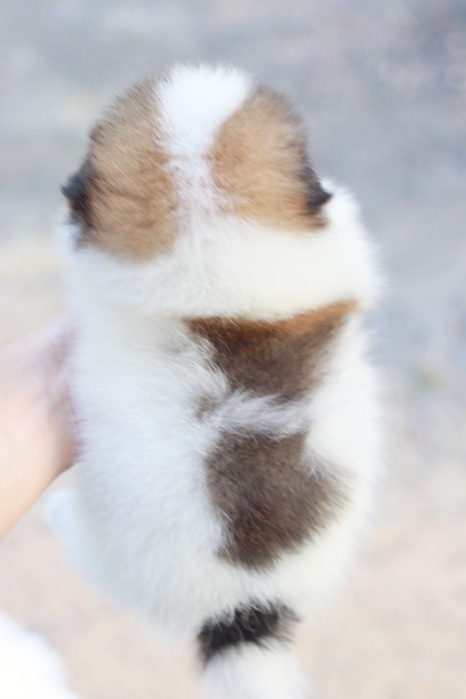 ปอมเมอเรเนียน เพศผู้ สีแฟนซี หน้าฟ็อก