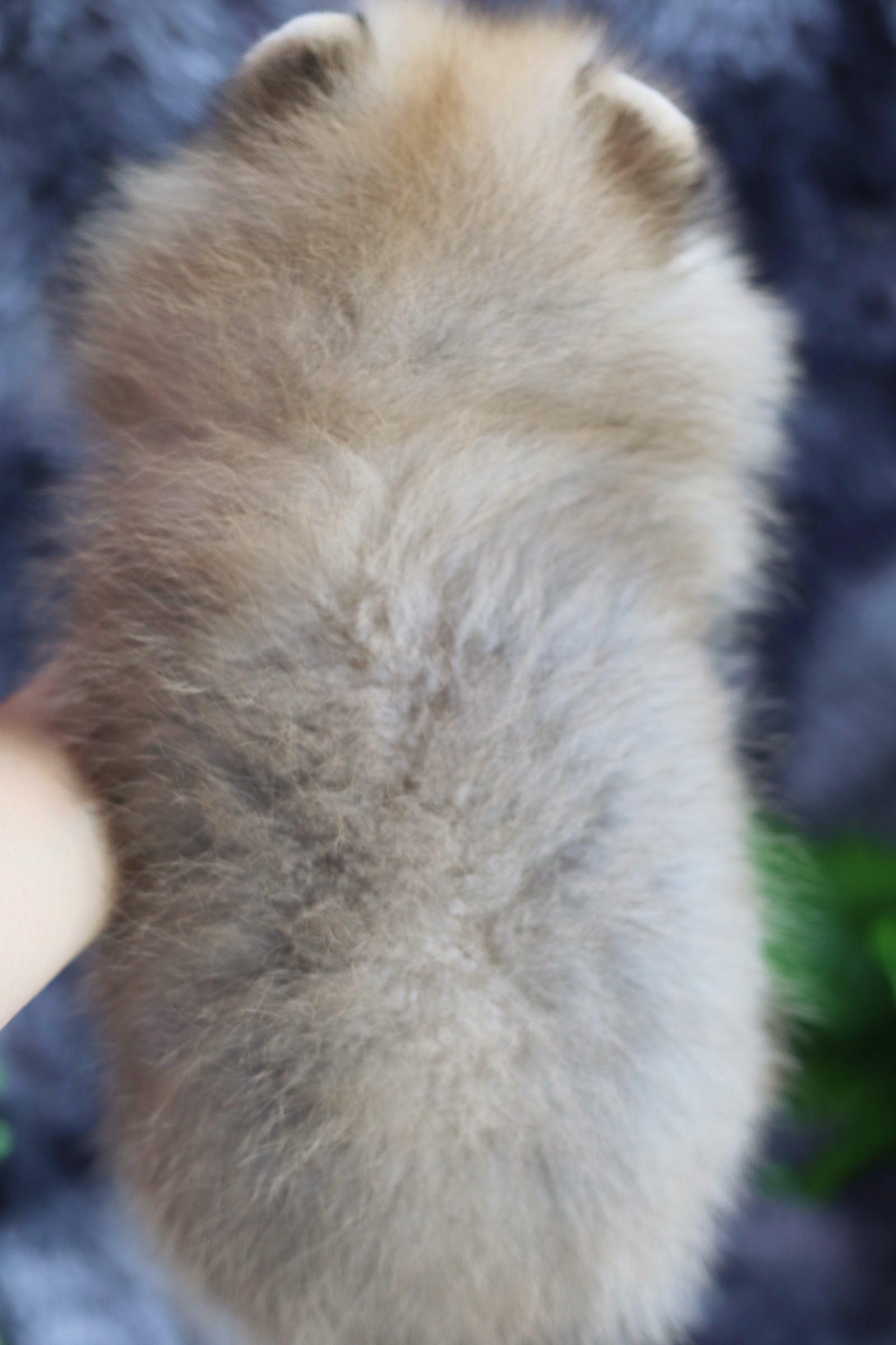 ปอมเมอเรเนียน เพศผู้ สีส้ม