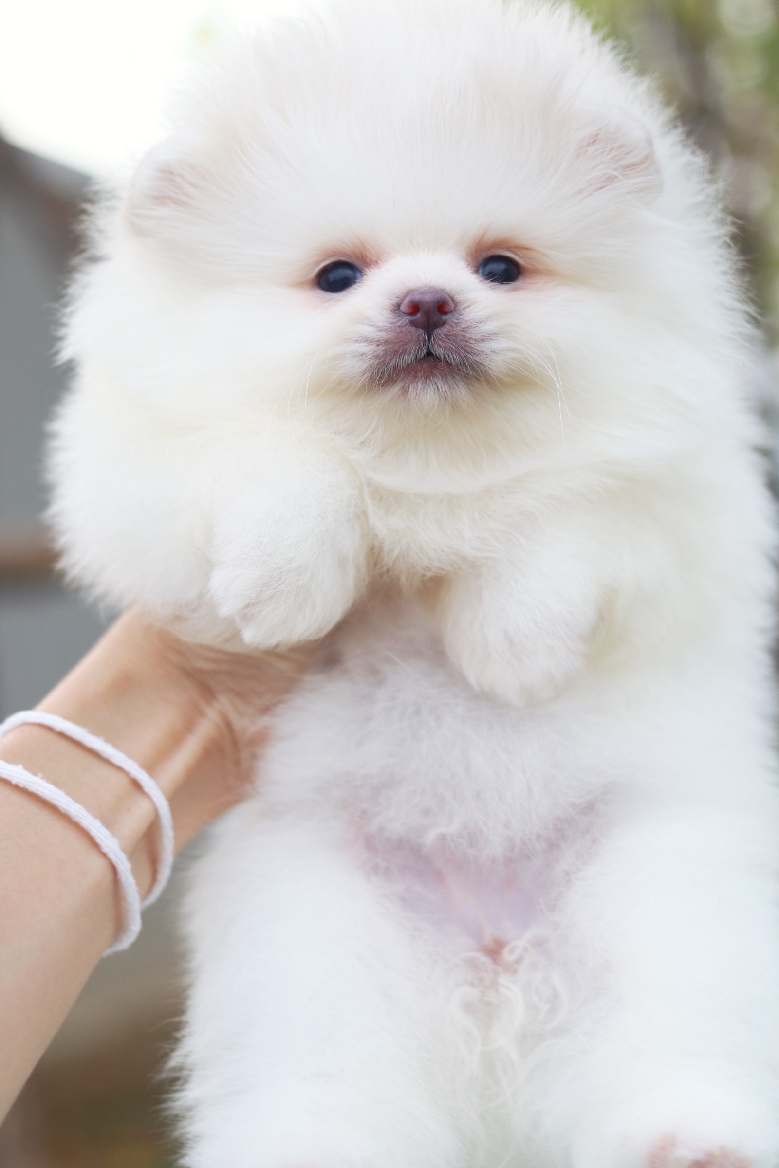 ปอมเมอเรเนียน เพศเมียสีขาวครีม