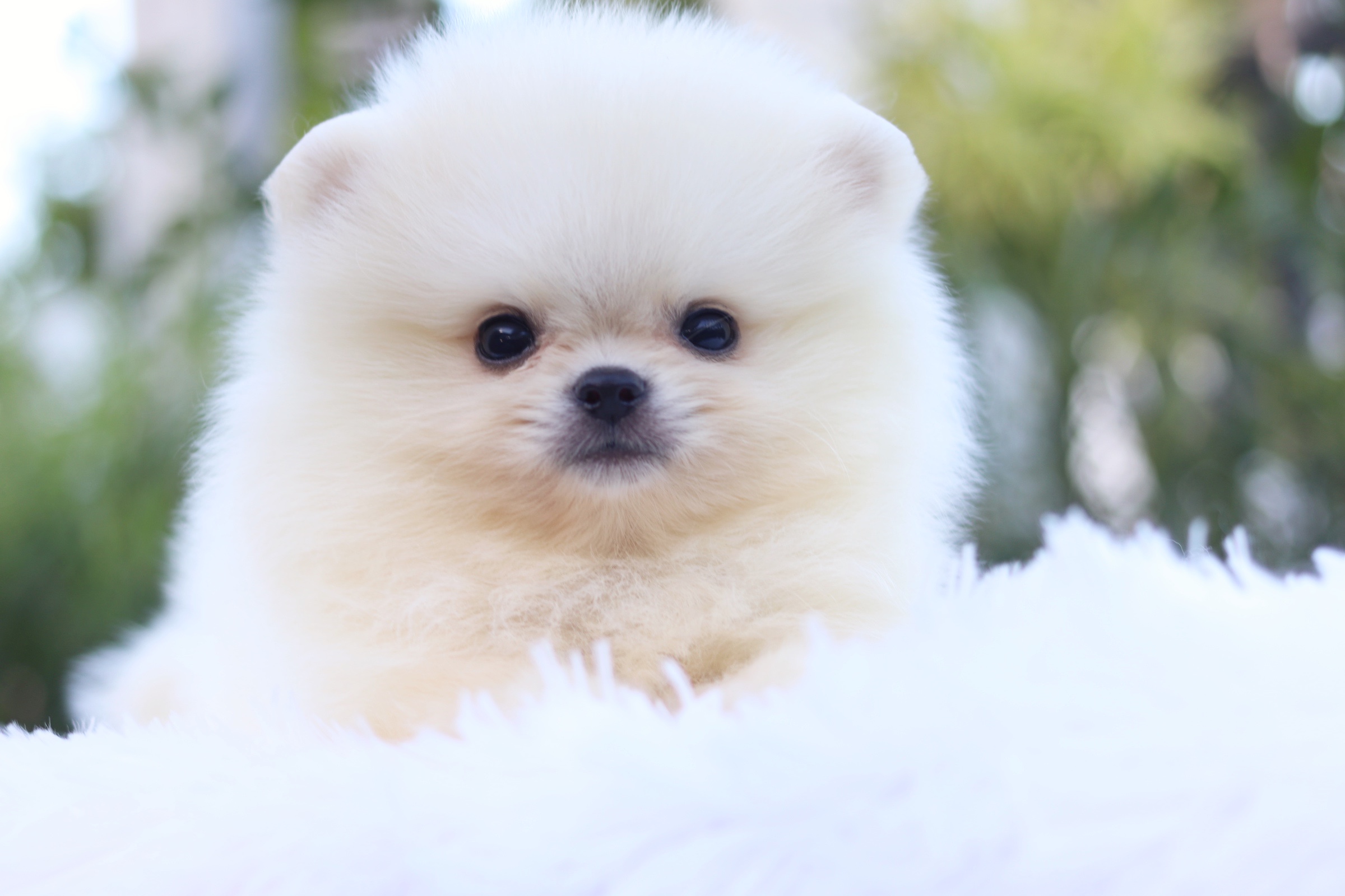 ปอมเมอเรเนียน เพศผู้ สีขาวครีม