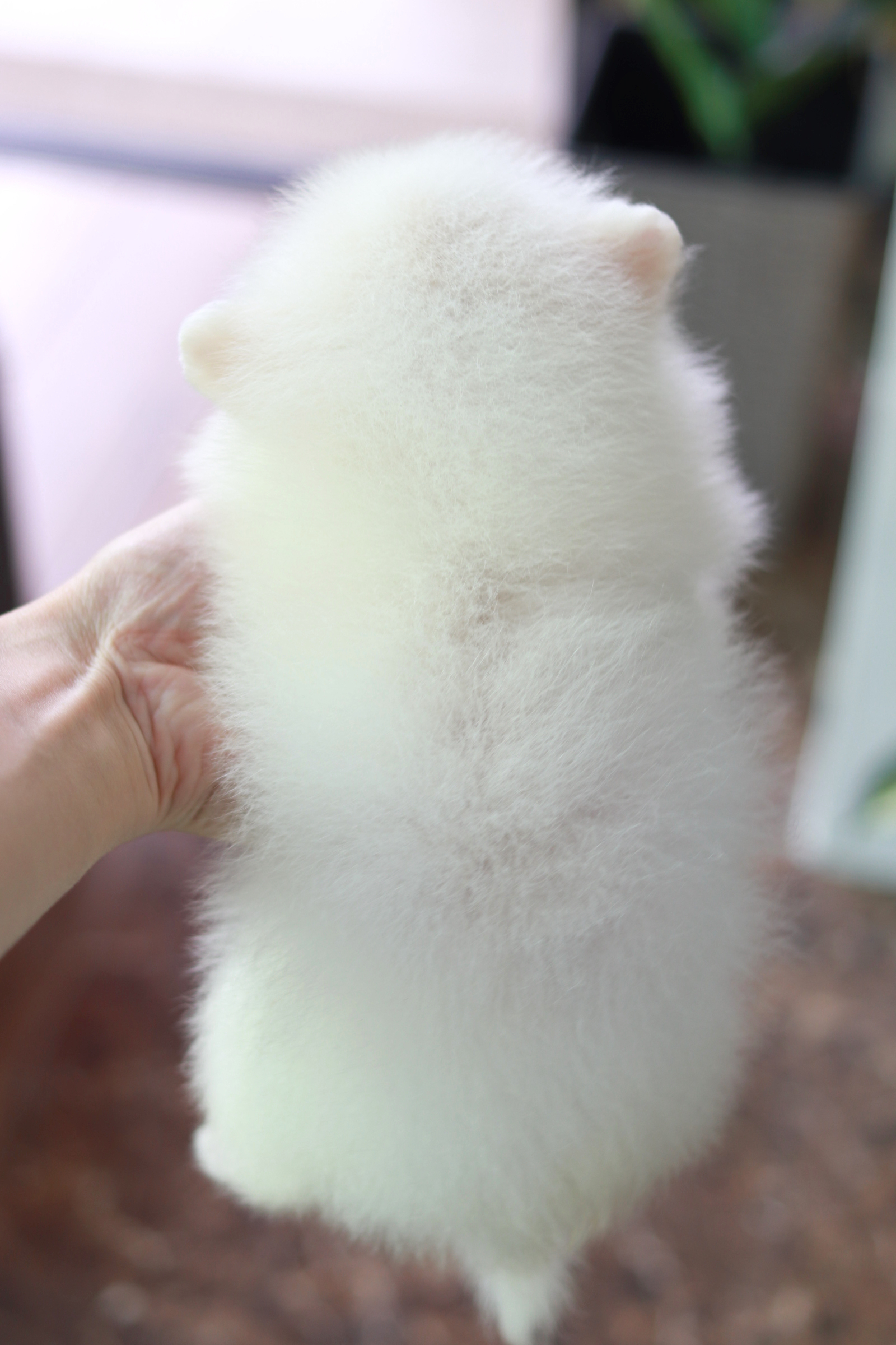 ปอมเมอเรเนียน เพศผู้