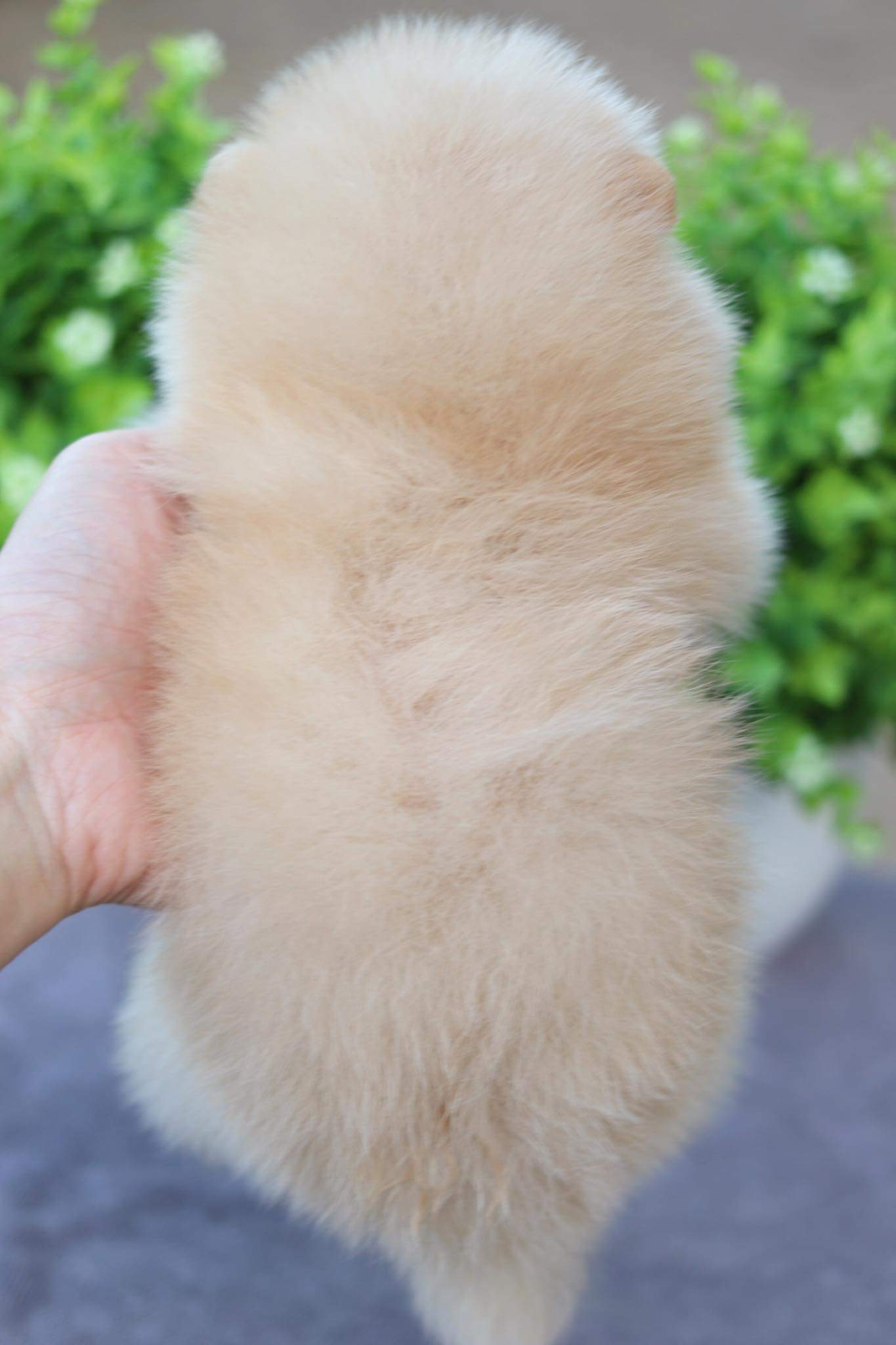 ปอมเมอเรเนียน เพศผู้