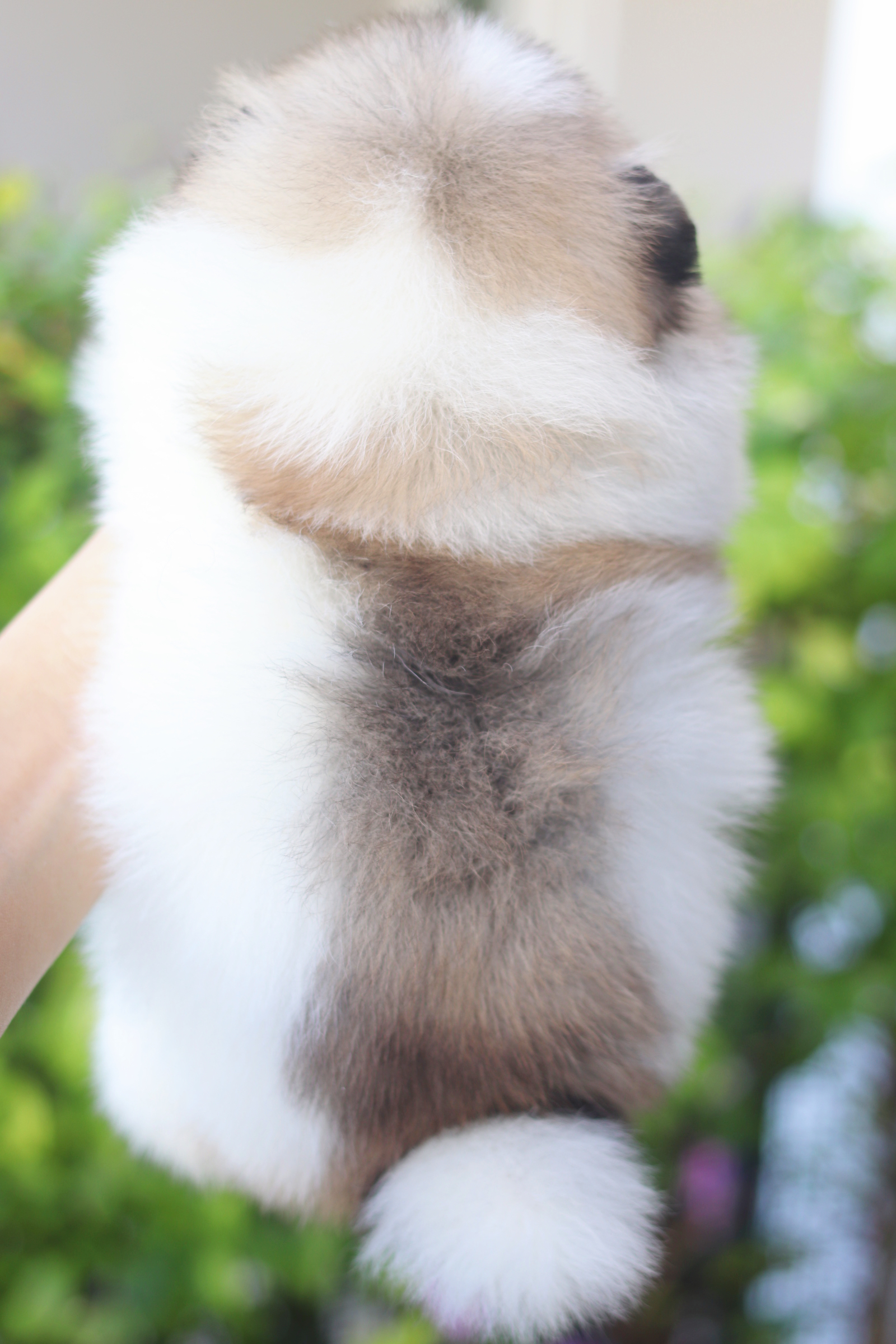 ปอมเมอเรเนียน เพศเมียสีแฟนซี