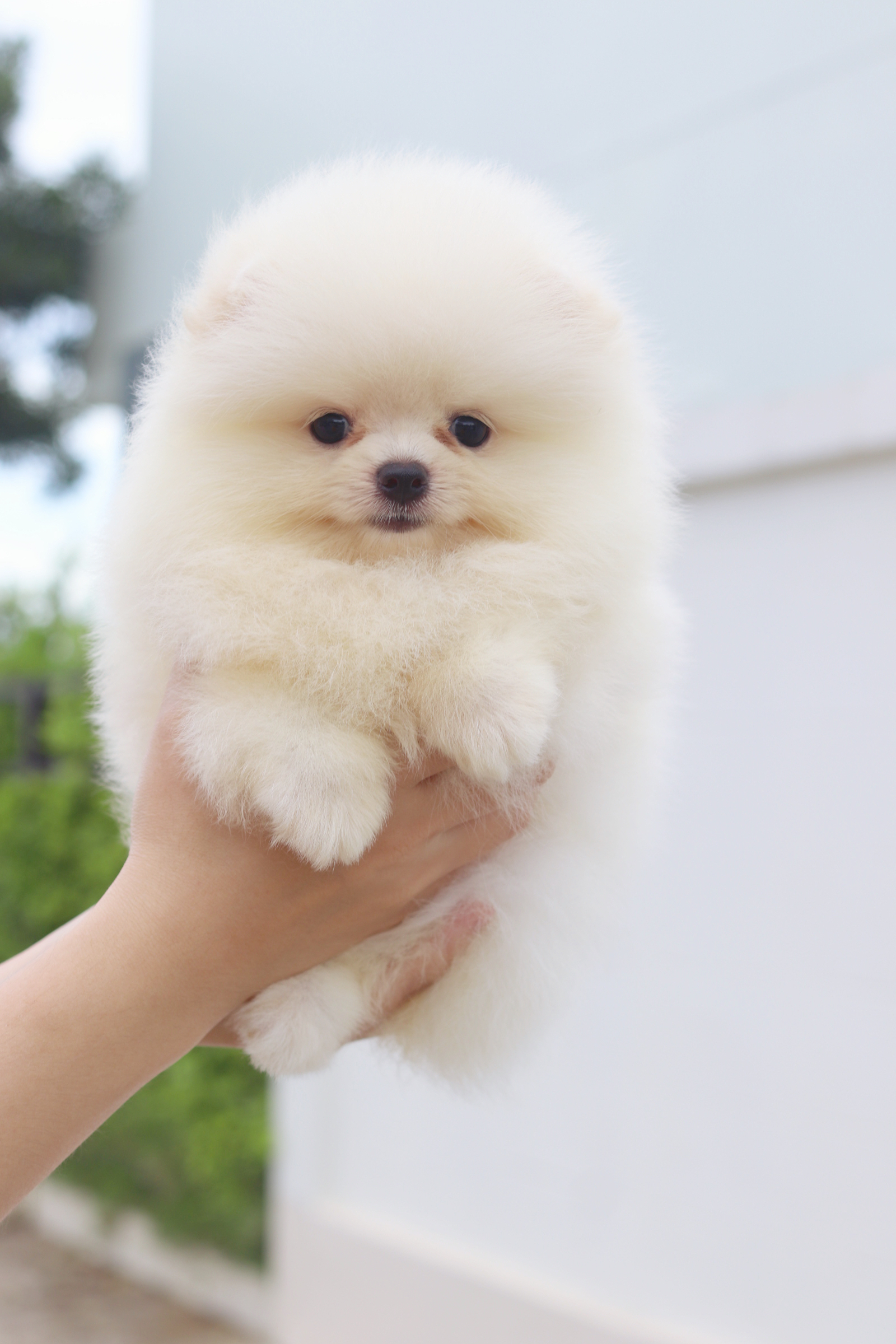 ปอมเมอเรเนียน เพศเมียสีขาวครีม