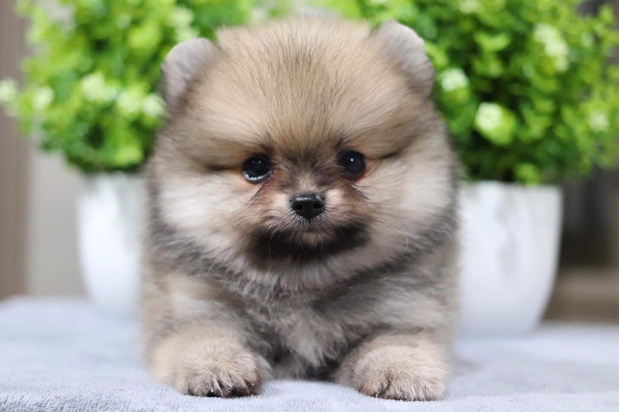 ปอมเมอเรเนียน เพศผู้