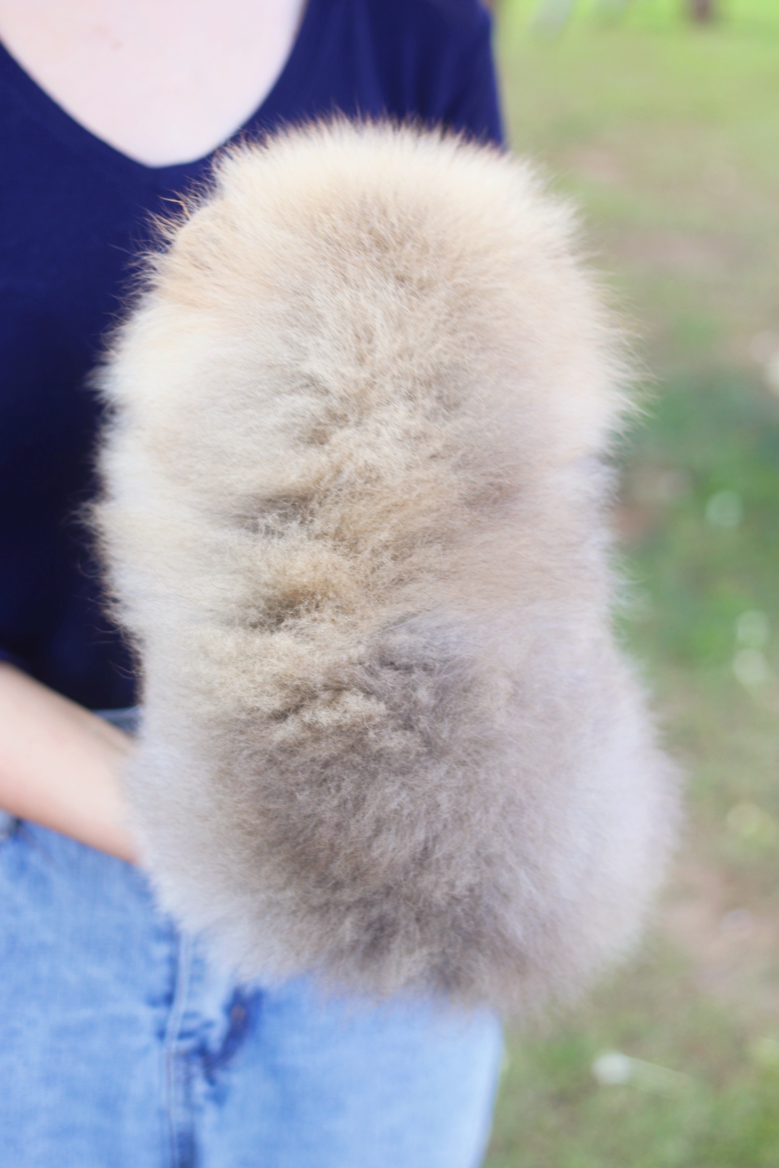 ปอมเมอเรเนียน เพศผู้ สีส้ม ขนแน่นๆฟอร์มสวย