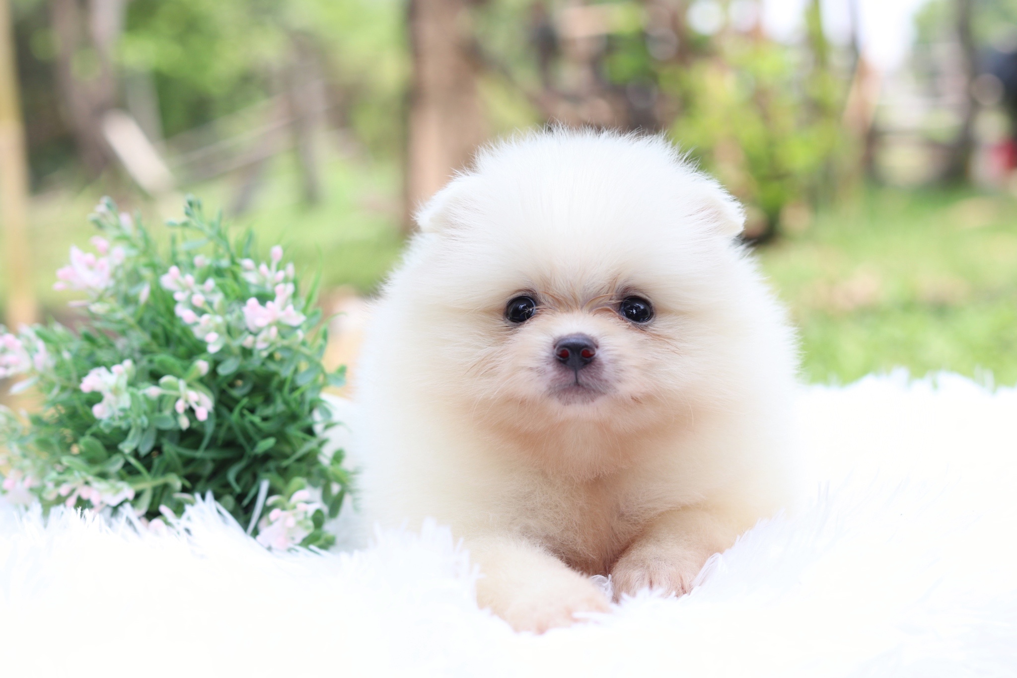 ปอมเมอเรเนียน เพศเมียสีขาวครีม