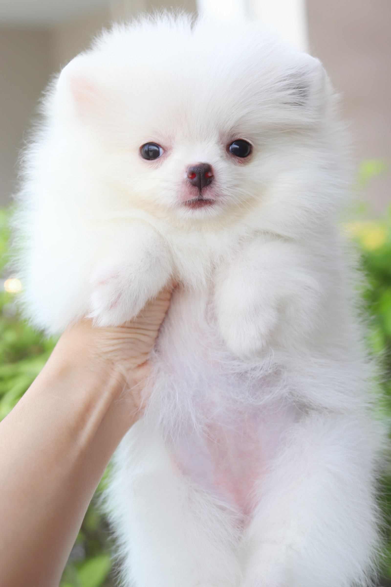 ปอมเมอเรเนียน เพศเมียสีขาวครีม