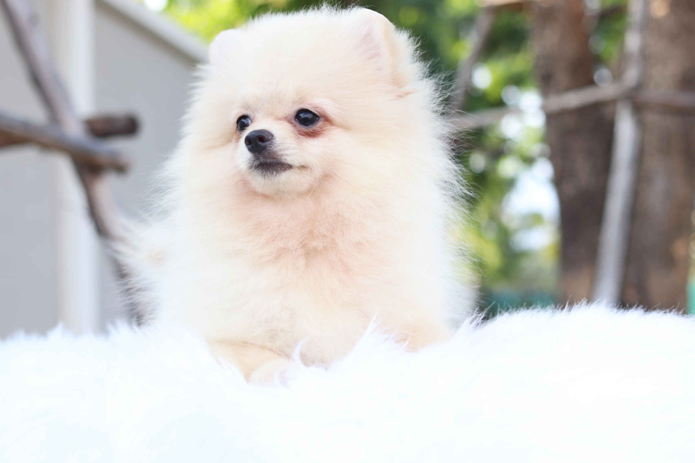 ปอมเมอเรเนียน เพศเมียสีครีม สามเดือน