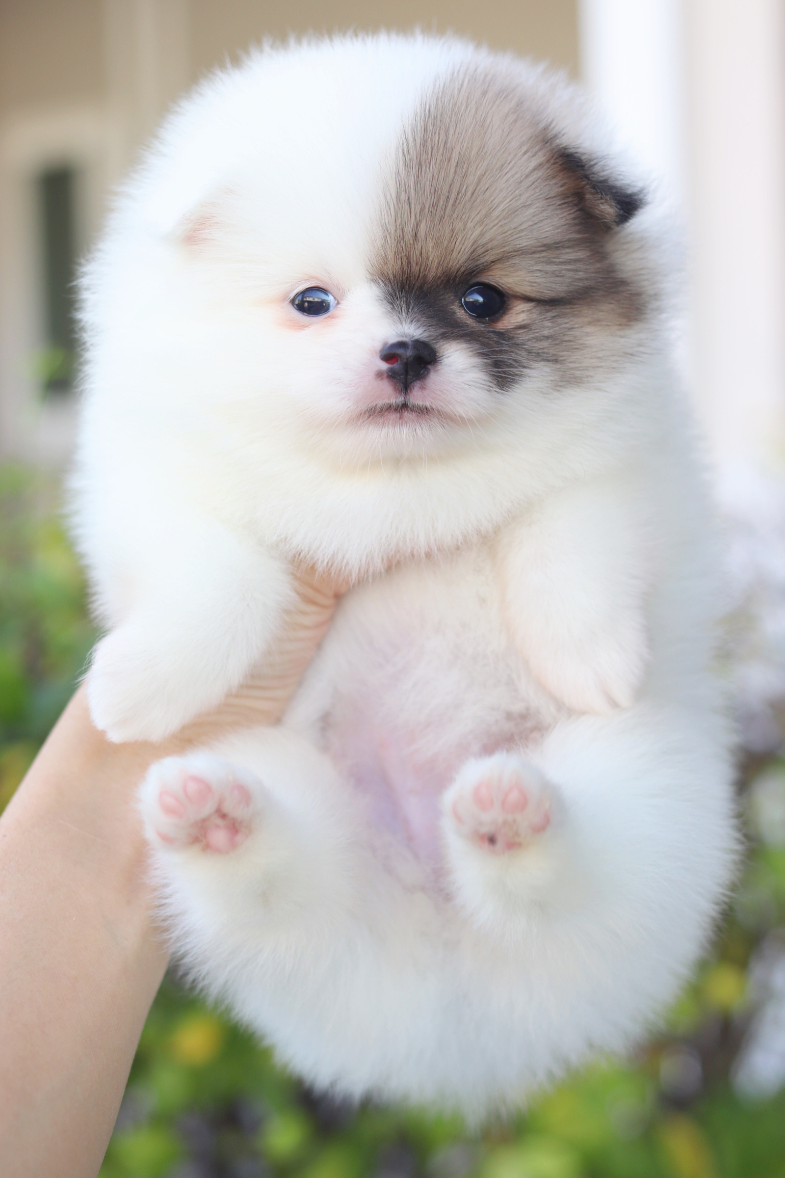 ปอมเมอเรเนียน เพศเมียสีแฟนซี