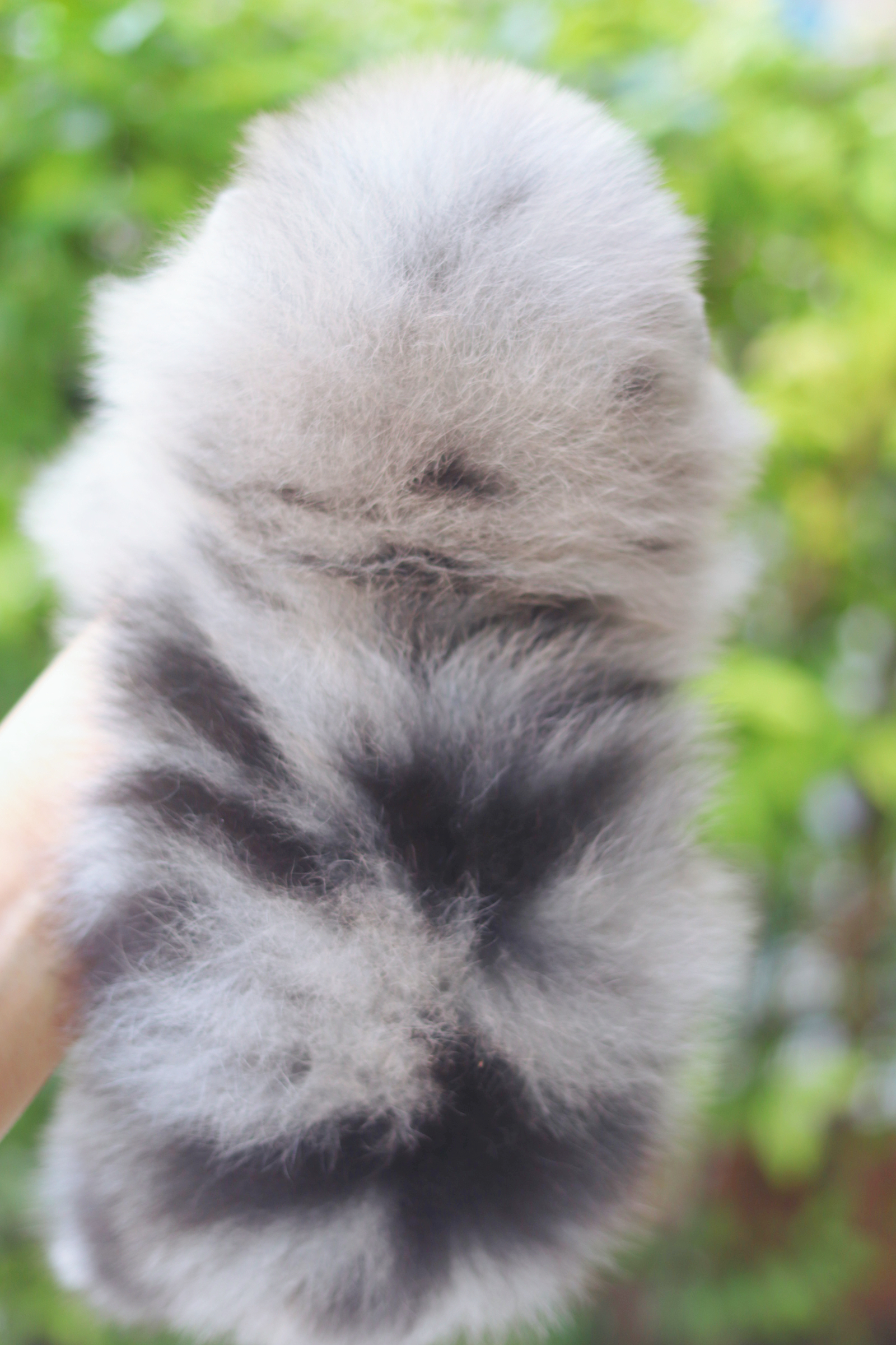 ปอมเมอเรเนียน เพศผู้ สีเมอร์เร่ เกรดโชว์