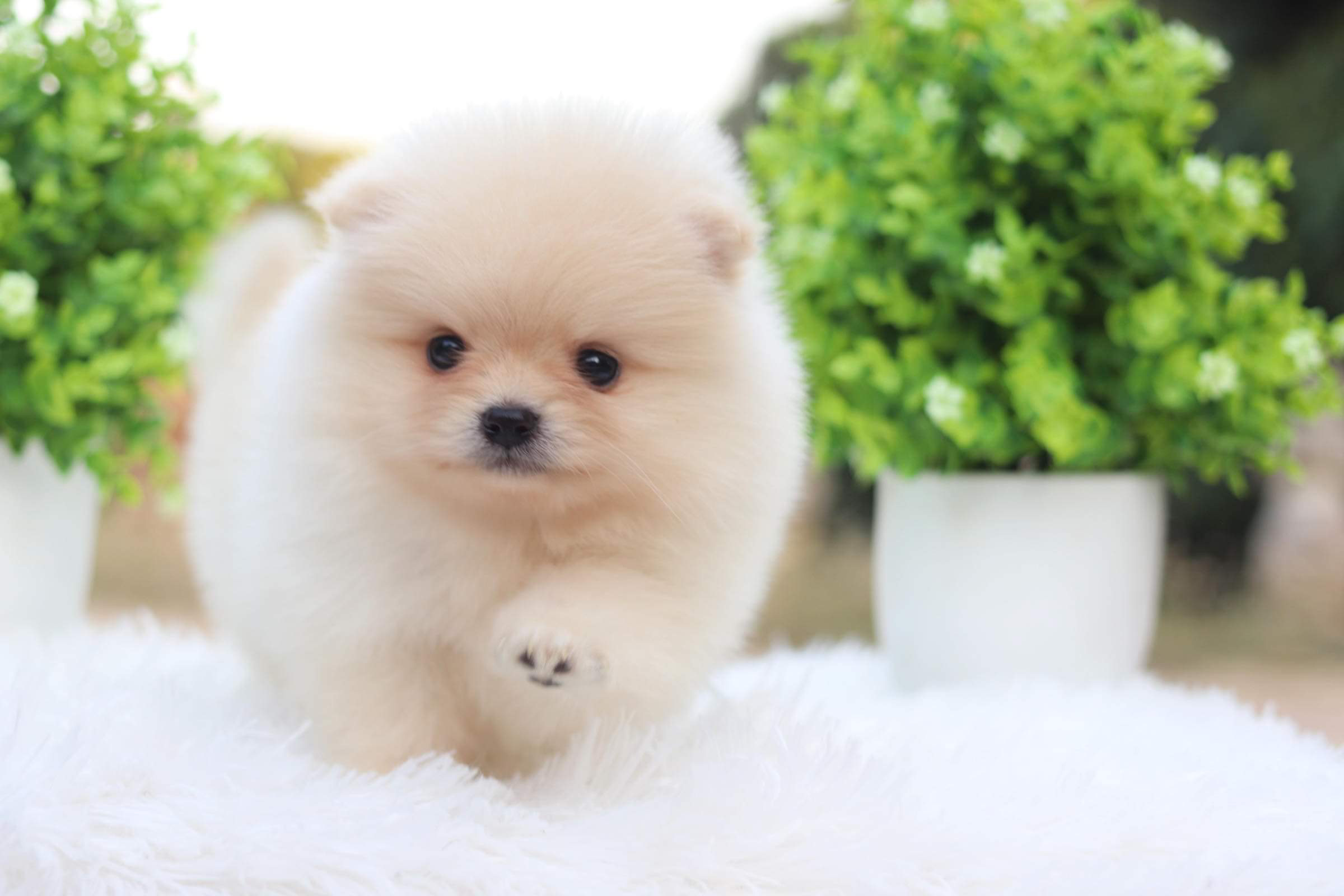 ปอมเมอเรเนียน เพศผู้