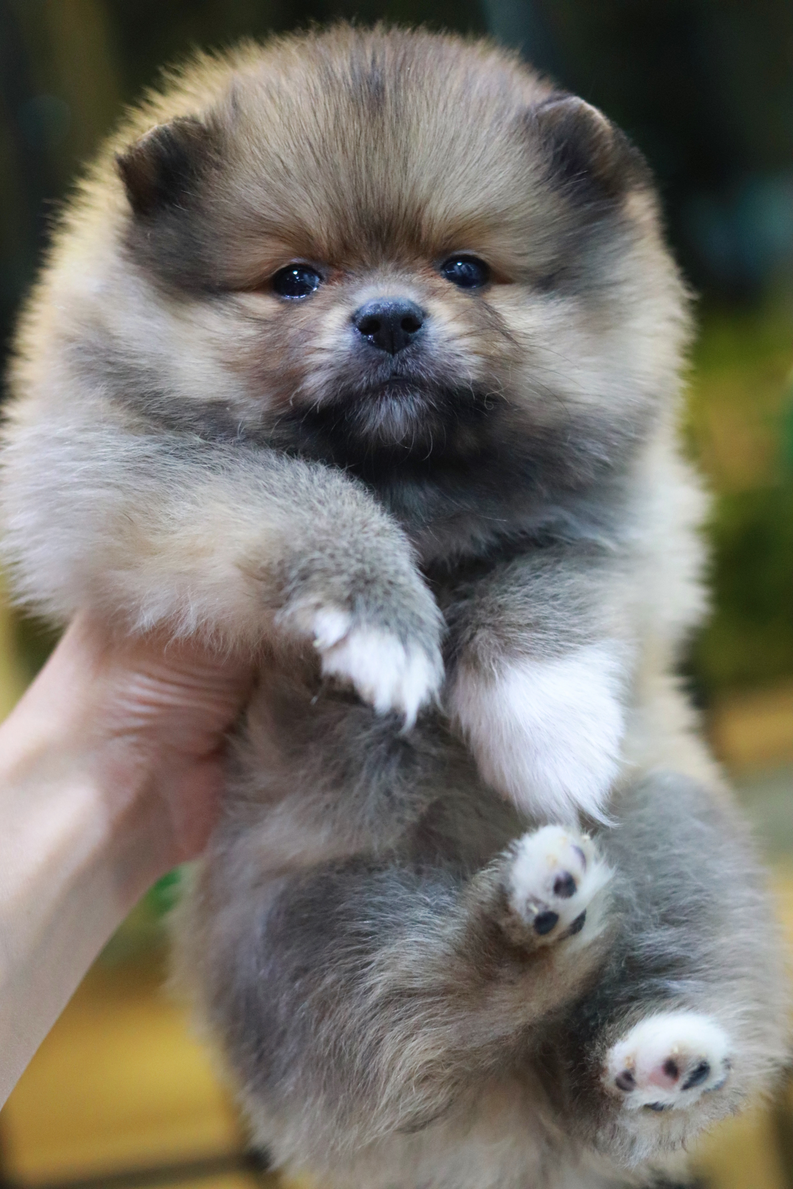 ปอมเมอเรเนียน เพศผู้ หน้าฟ็อก