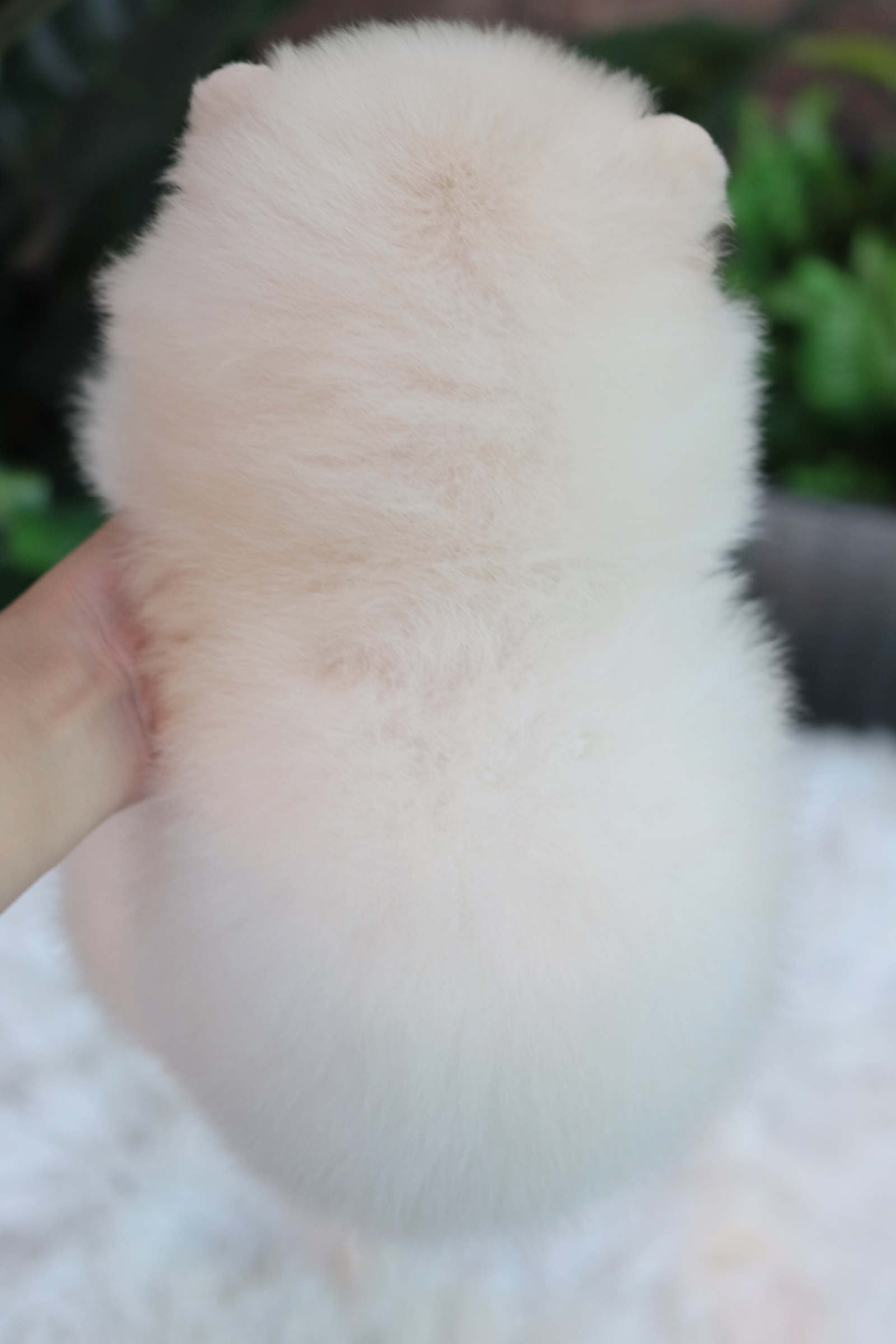 ปอมเมอเรเนียน เพศผู้สีขาวขนแน่นๆ