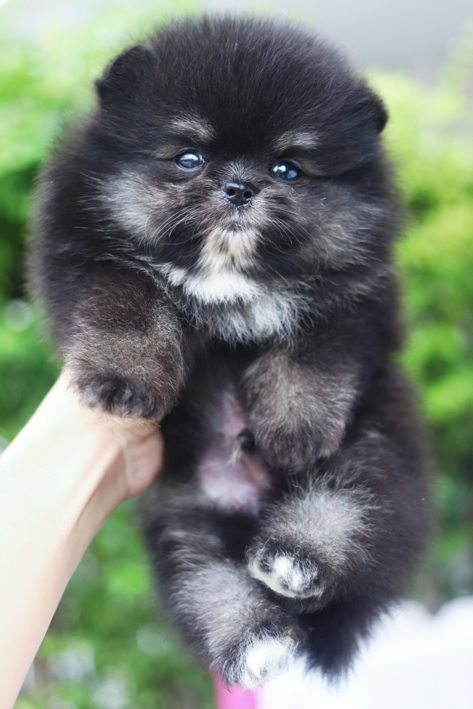 ปอมเมอเรเนียน เพศผู้ สีแบล็คแทน