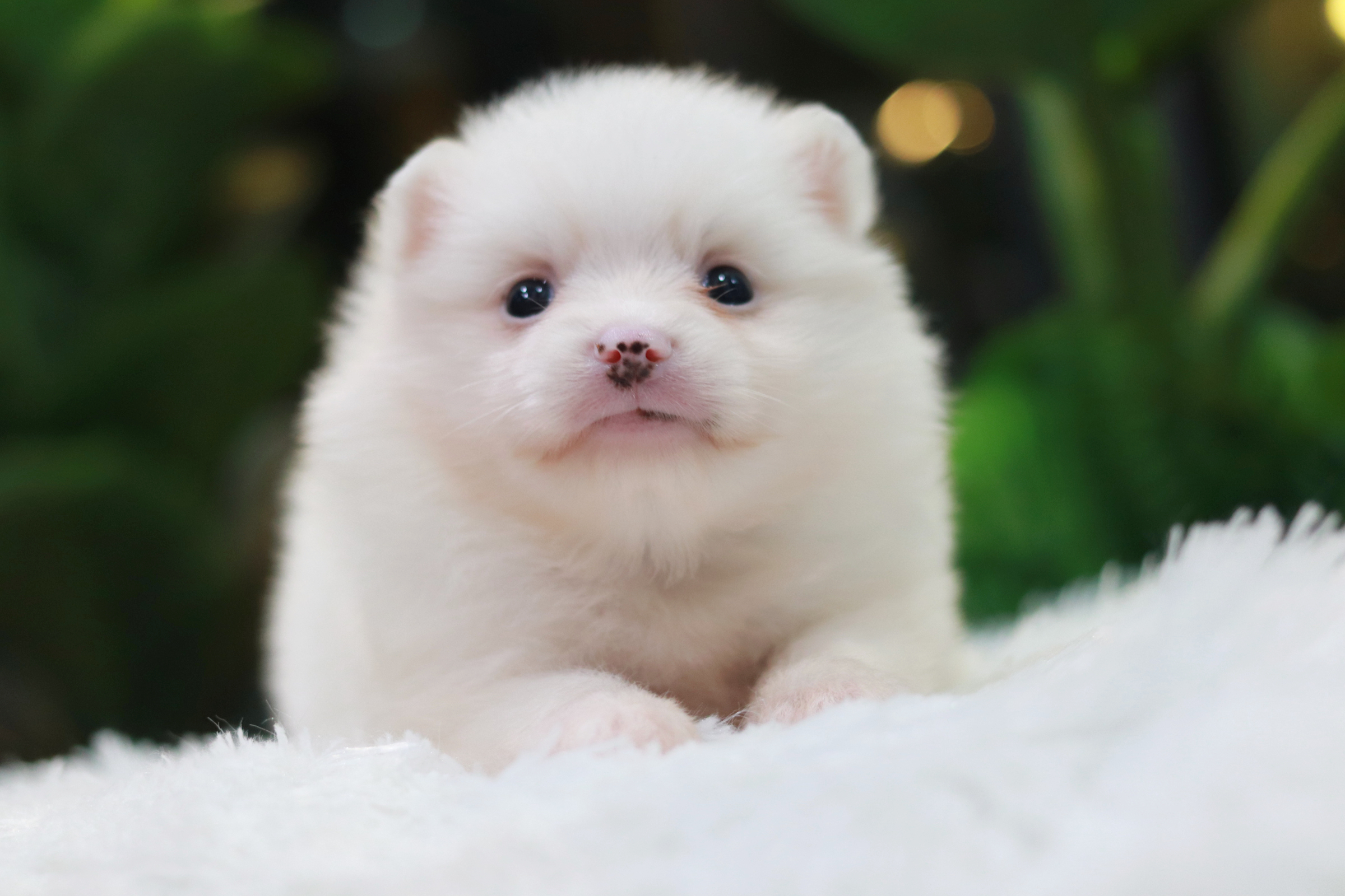 ปอมเมอเรเนียน เพศเมีย สีขาว หน้าฟ็อก