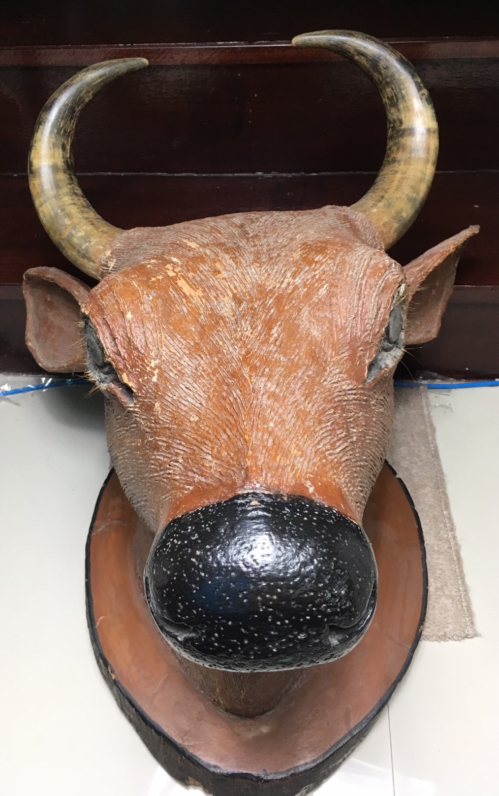 หัววัว เขาแท้ หัวใหญ่มาก