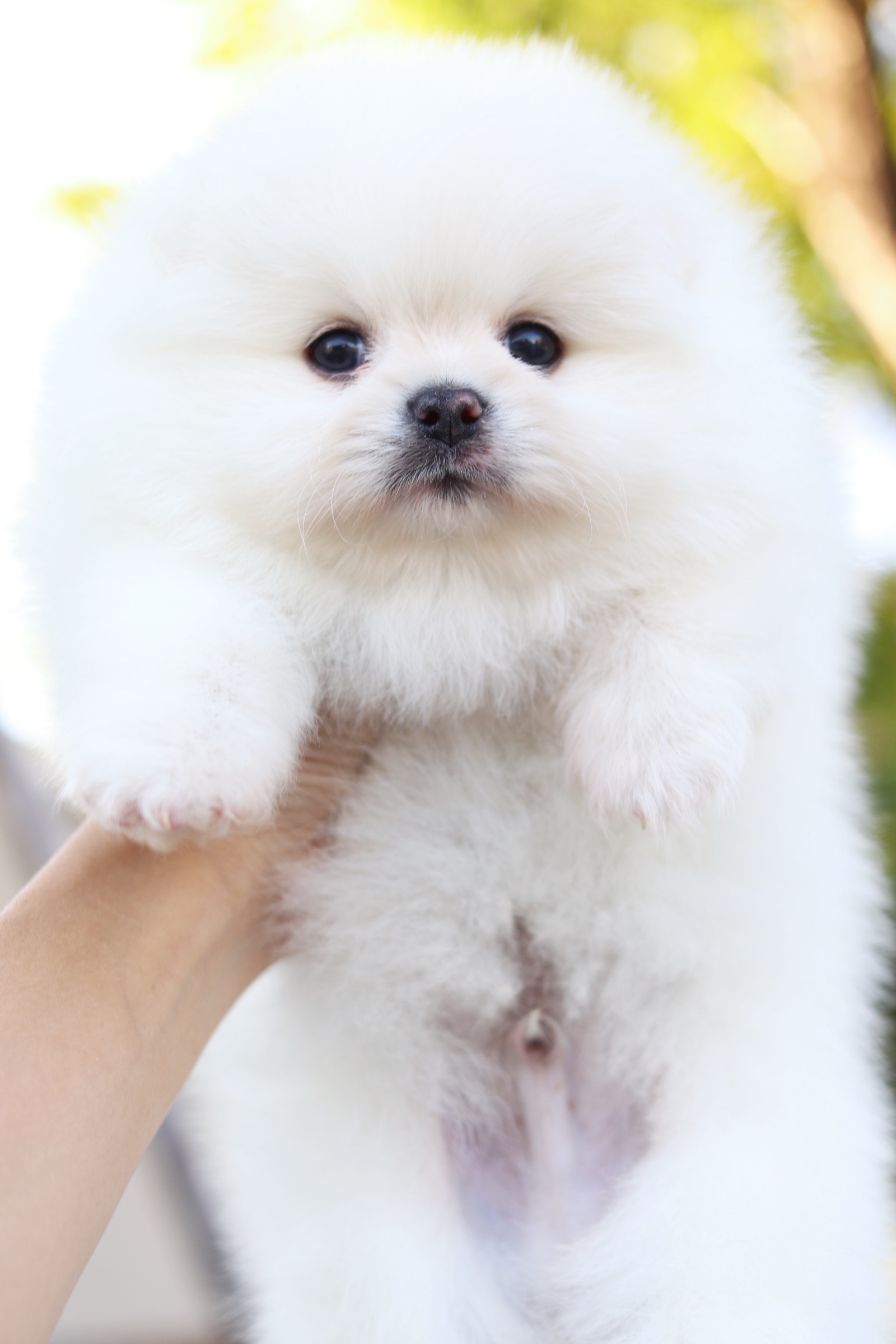 ปอมเมอเรเนียน เพศผู้ สีขาวครีมเกรดโชว์